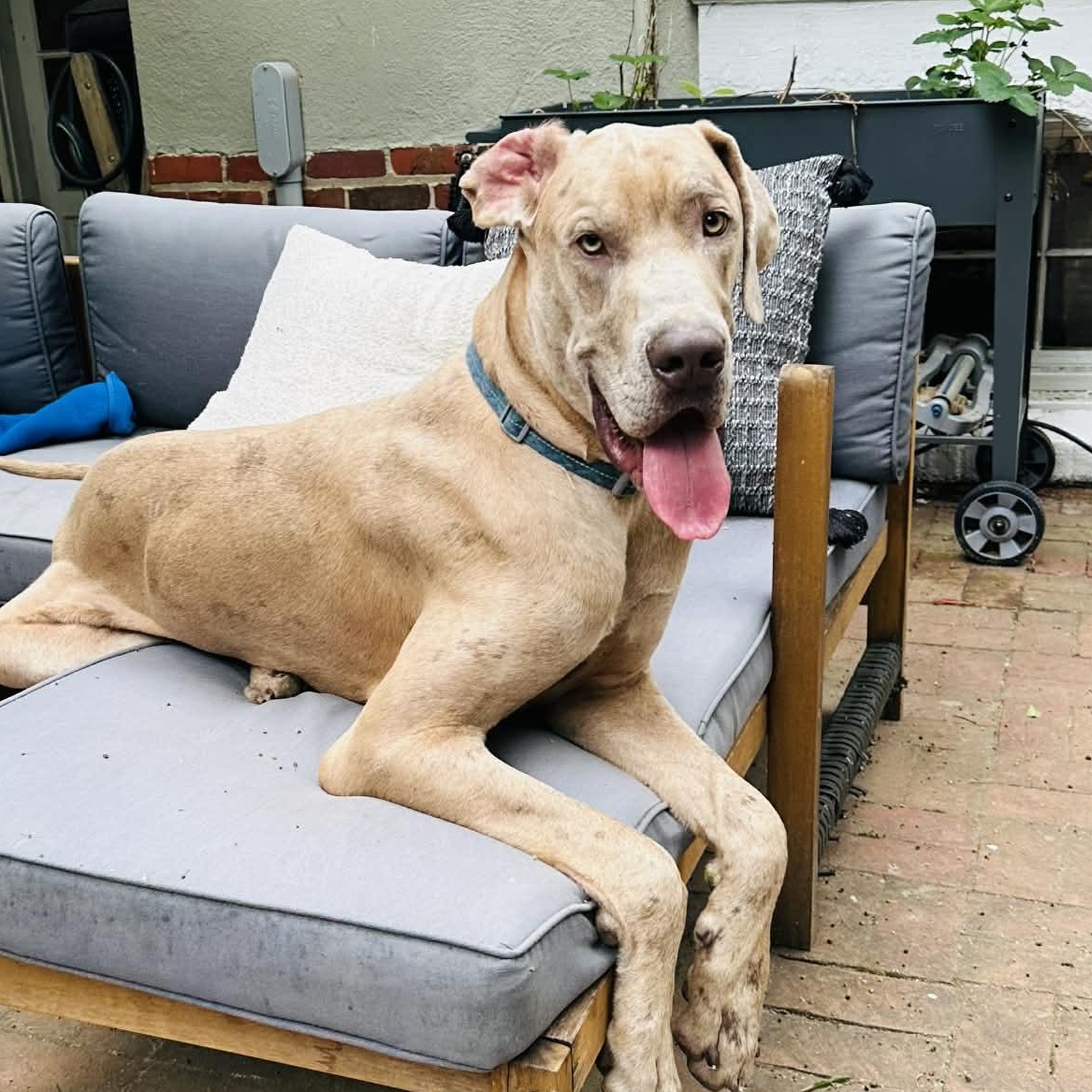 Goofy, ADOPTABLE, Adult Male Great Dane.