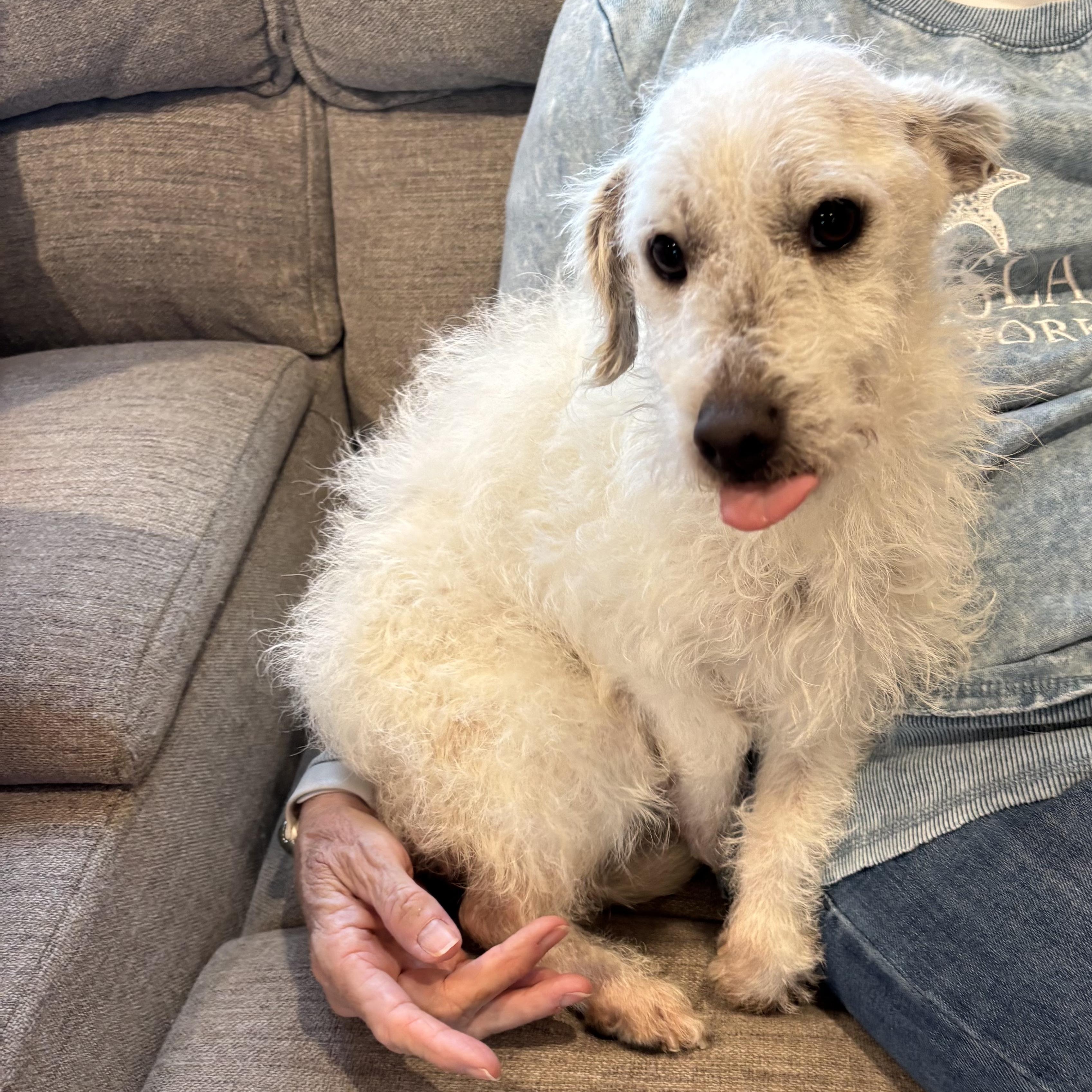 Jicama, a ADOPTABLE mixed breed in Copiague, NY image 2/2