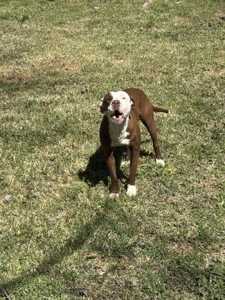 Harmonica 284-26, Adoptable, Adult Female Pit Bull Terrier & Mixed Breed.