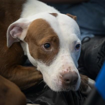 Enlarge Harmonica 284-26, a Adoptable mixed breed in Cumming, GA image 2/2