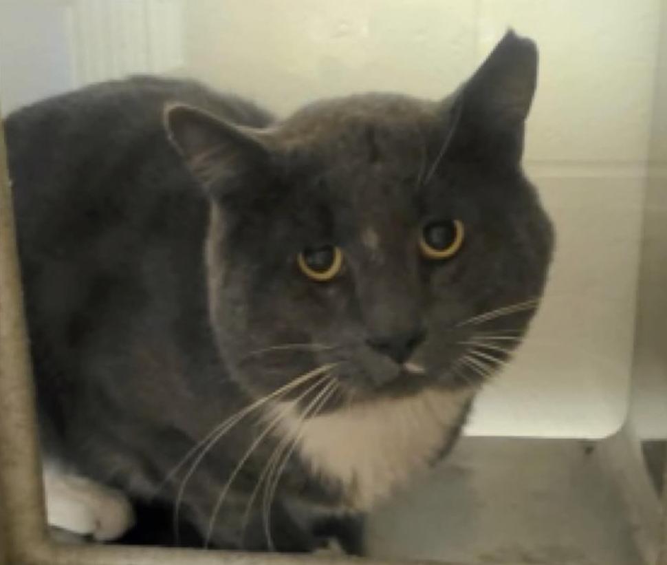 Rourke barn kitty, Adoptable, Adult Male Domestic Short Hair.