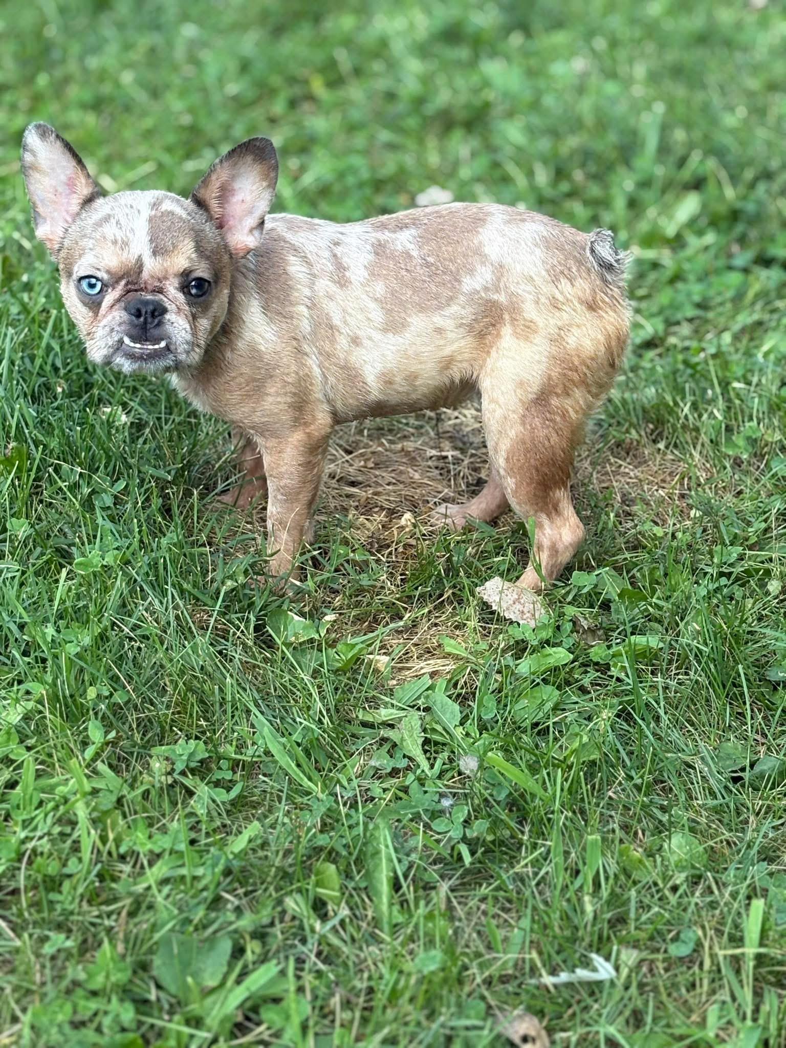 Enlarge Darcy, a Adopted French Bulldog in Peebles, OH image 5/6