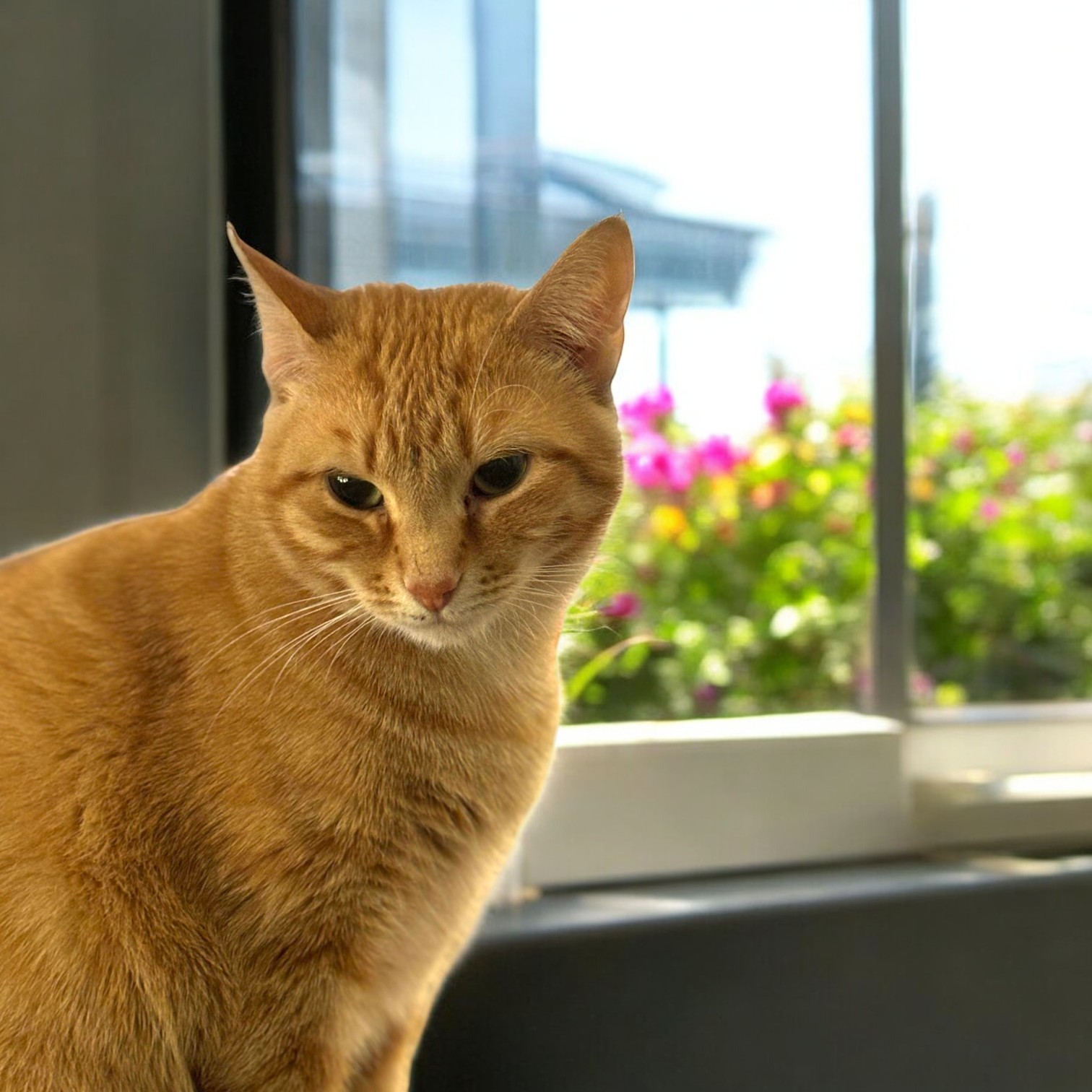 Cat for adoption Fiona, a Domestic Short Hair Mix in Wilmington , DE