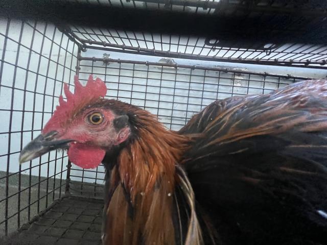 A342680, Adoptable, Young Male Chicken.