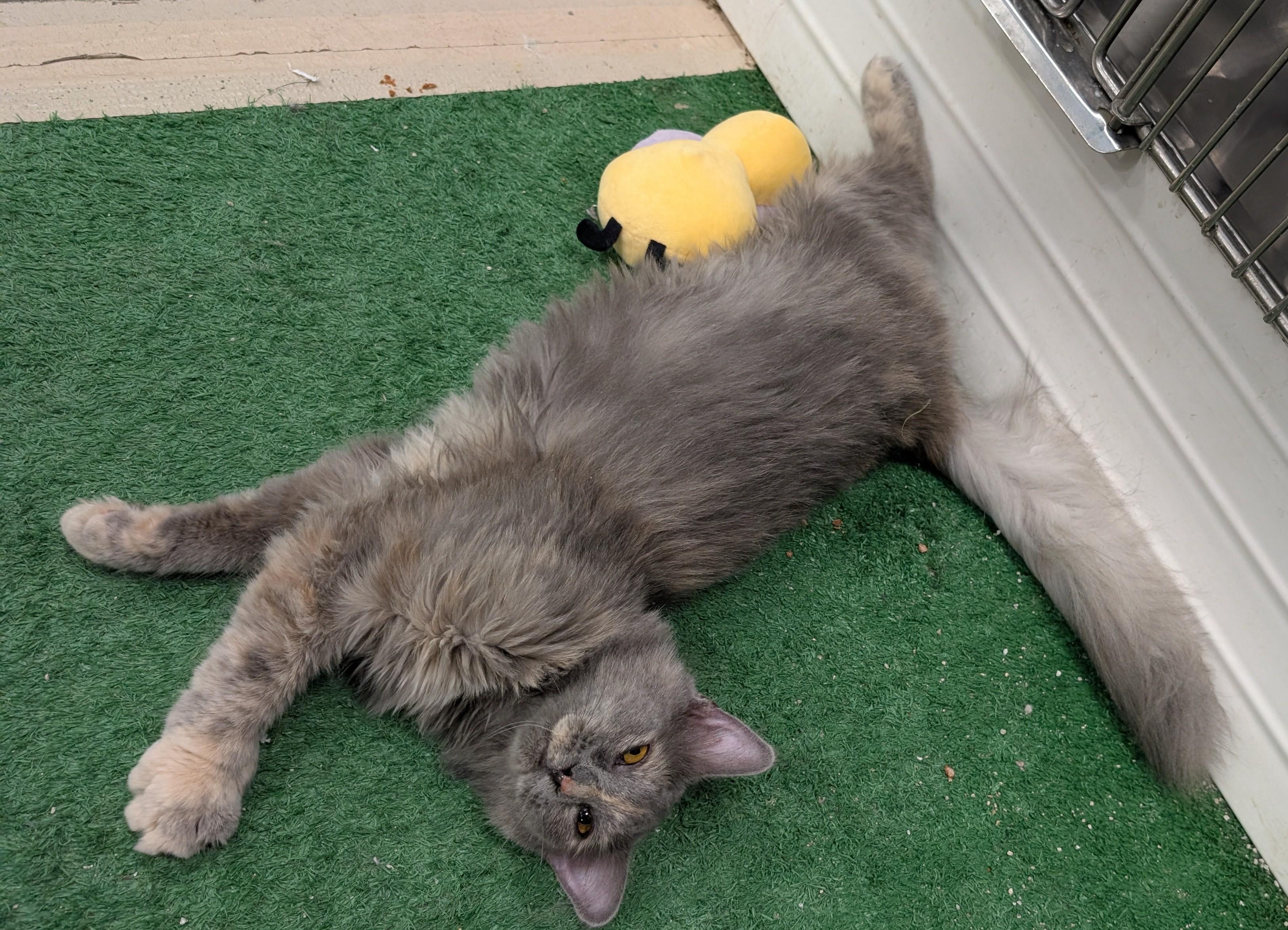 Enlarge Perla, a ADOPTABLE Domestic Long Hair in Smithfield, NC image 5/5