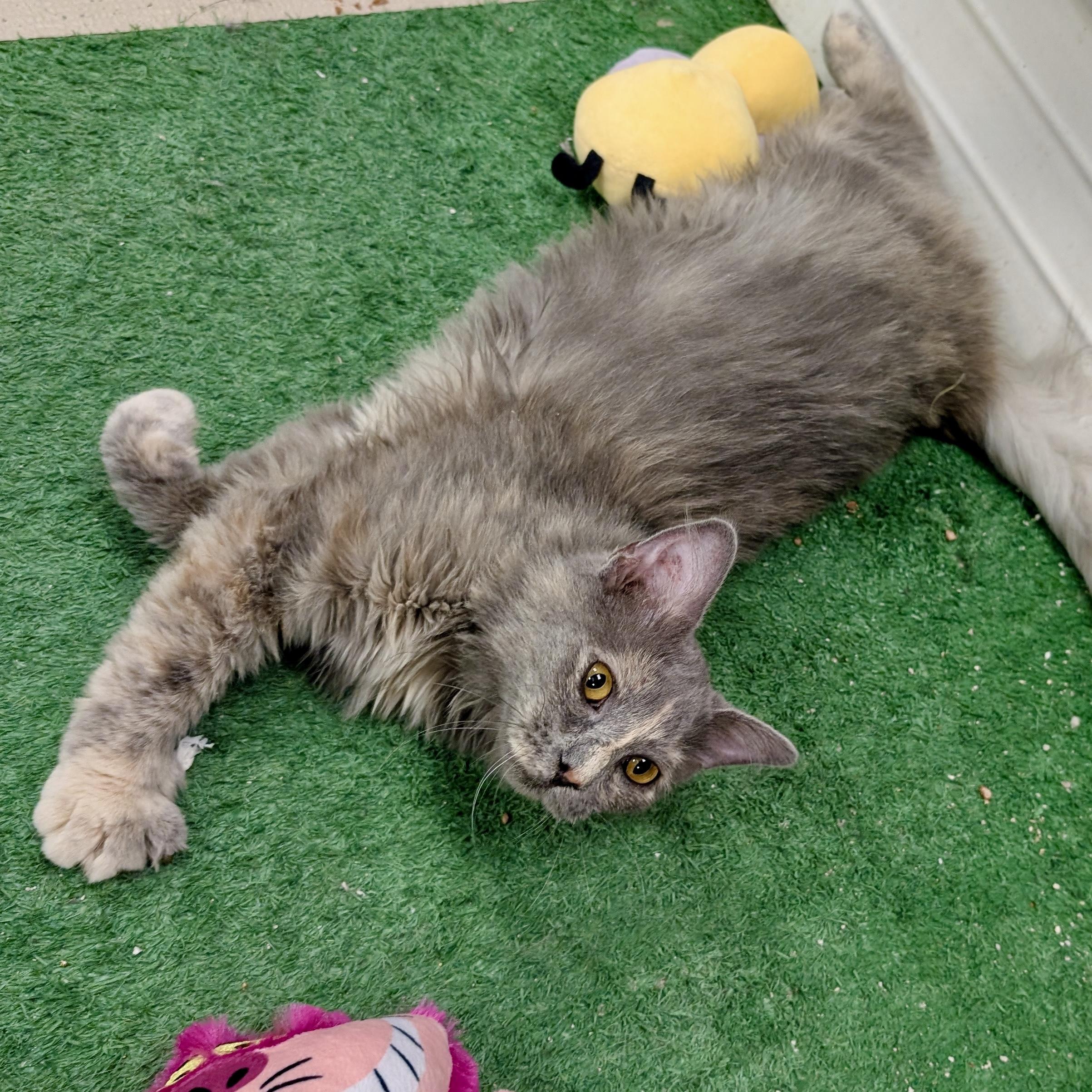 Enlarge Perla, a ADOPTABLE Domestic Long Hair in Smithfield, NC image 3/5