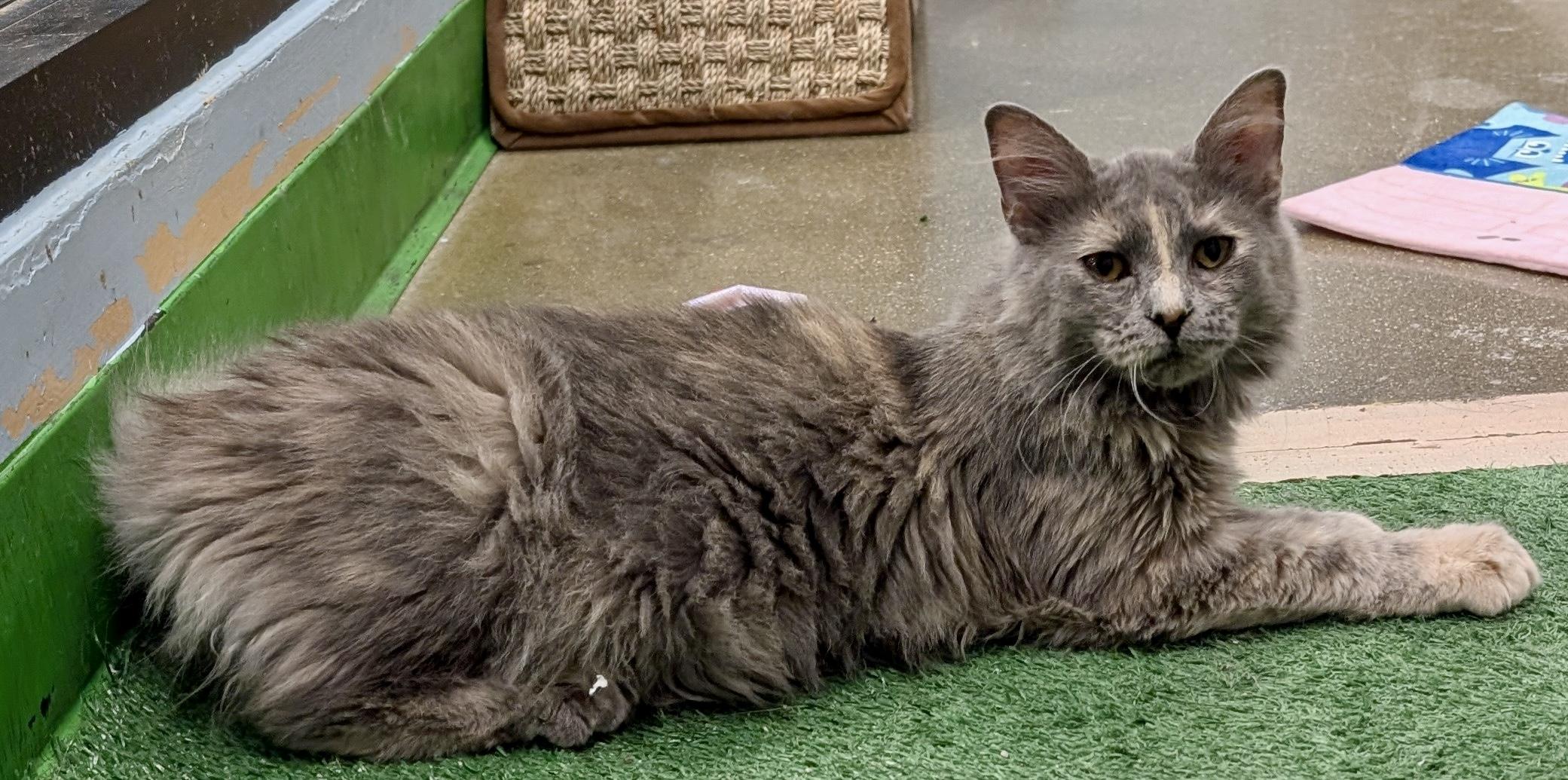 Enlarge Perla, a ADOPTABLE Domestic Long Hair in Smithfield, NC image 4/5