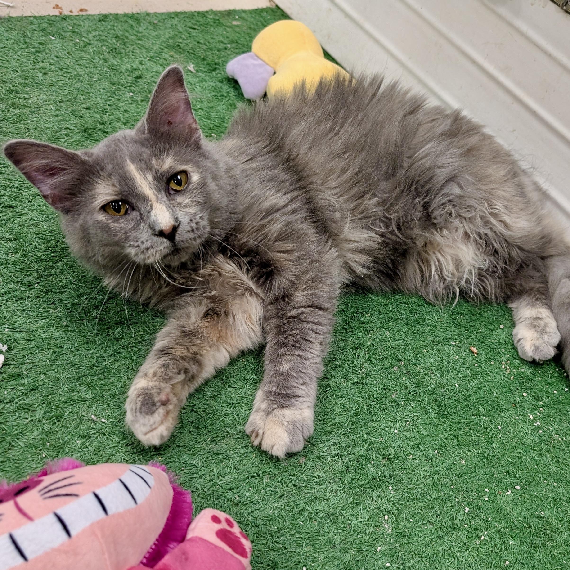 Enlarge Perla, a ADOPTABLE Domestic Long Hair in Smithfield, NC image 2/5
