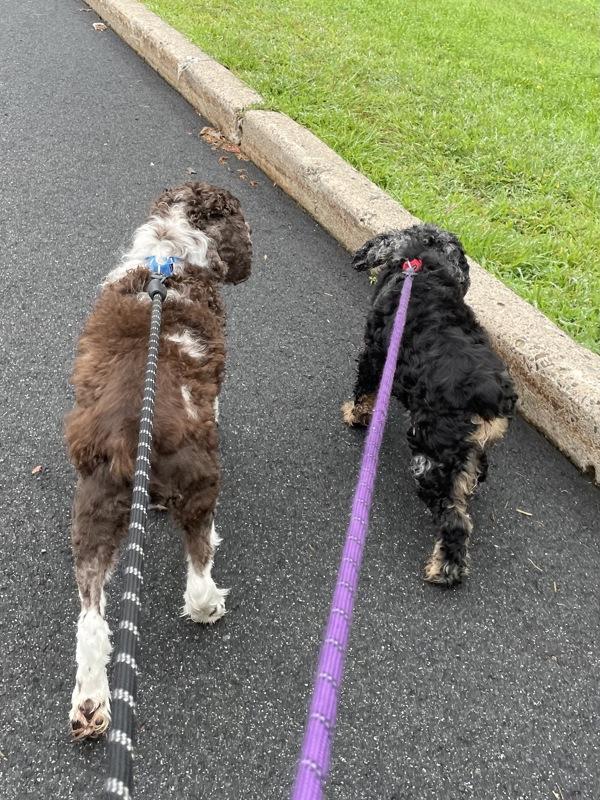 Bella And Benjamin, Adoptable, Senior Female Cocker Spaniel.