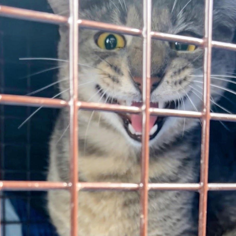 Enlarge Link, a ADOPTABLE Tabby in Maple Shade, NJ image 2/4