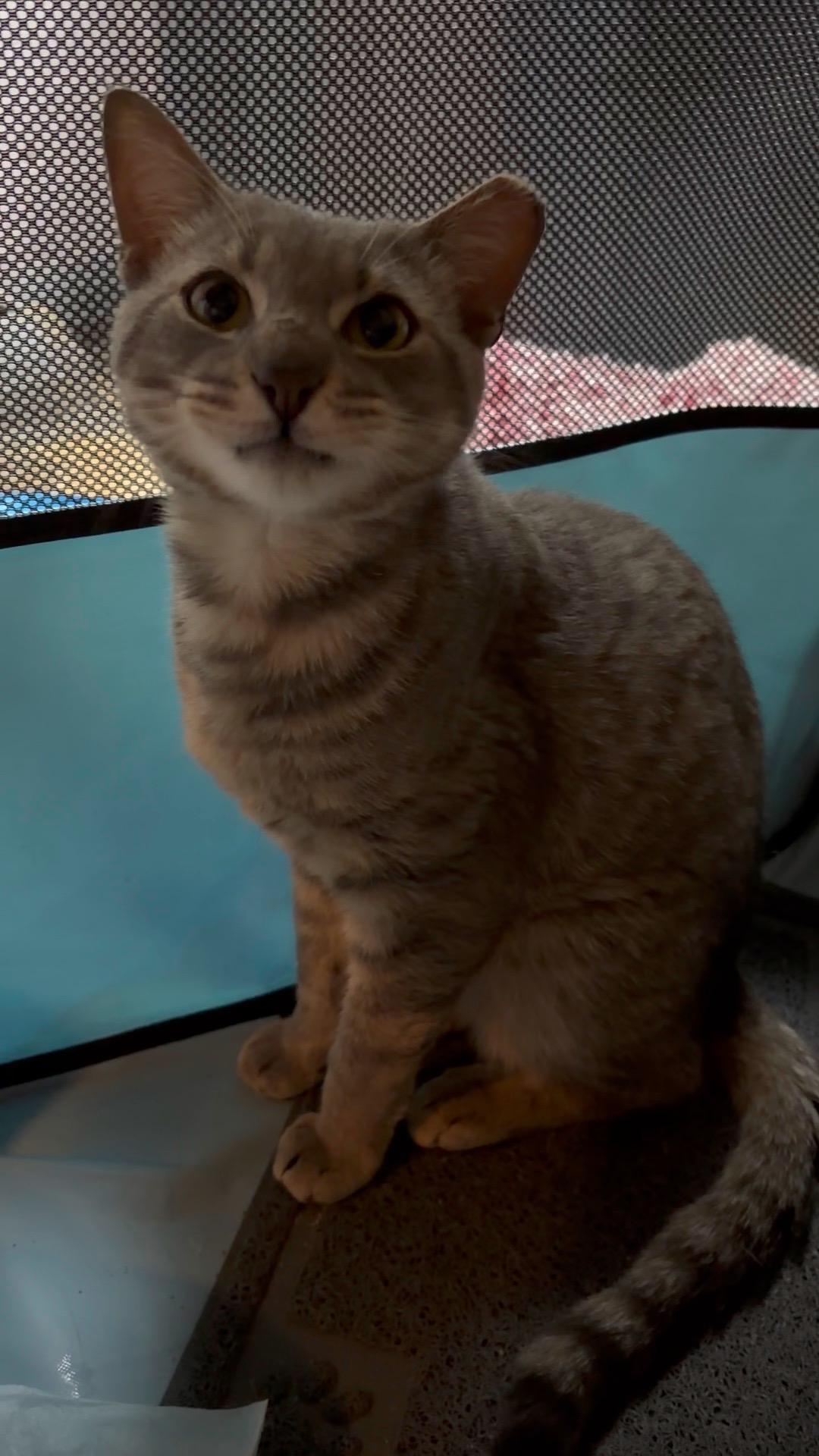 Enlarge Link, a ADOPTABLE Tabby in Maple Shade, NJ image 4/4