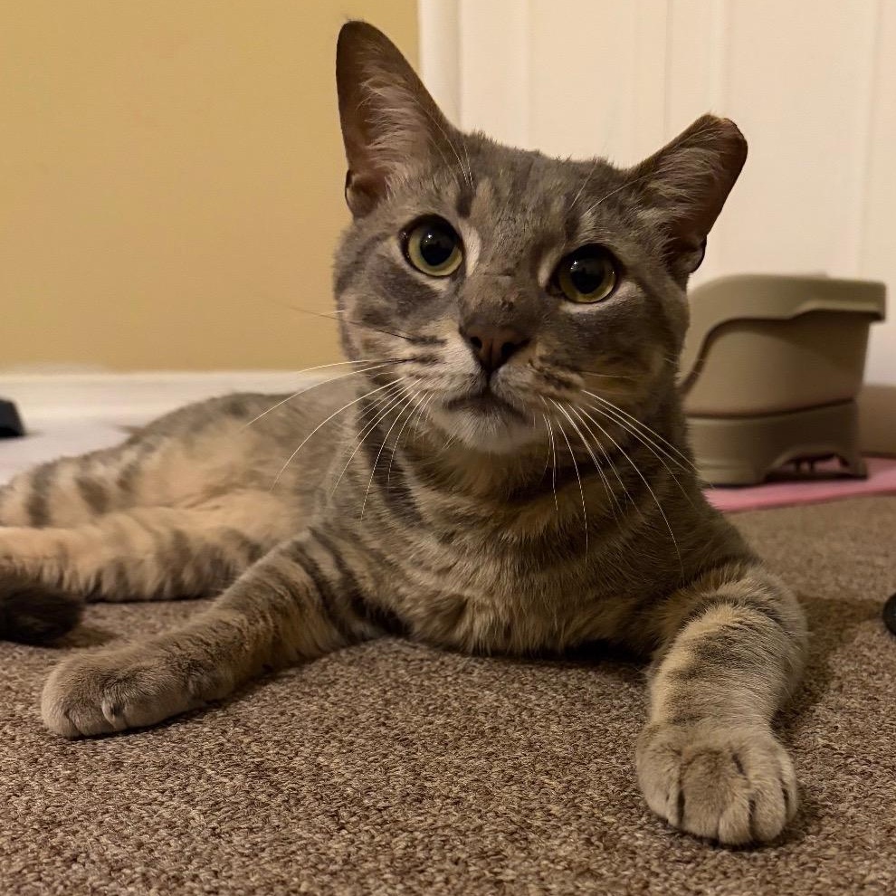 Link, ADOPTABLE, Adult Male Tabby.