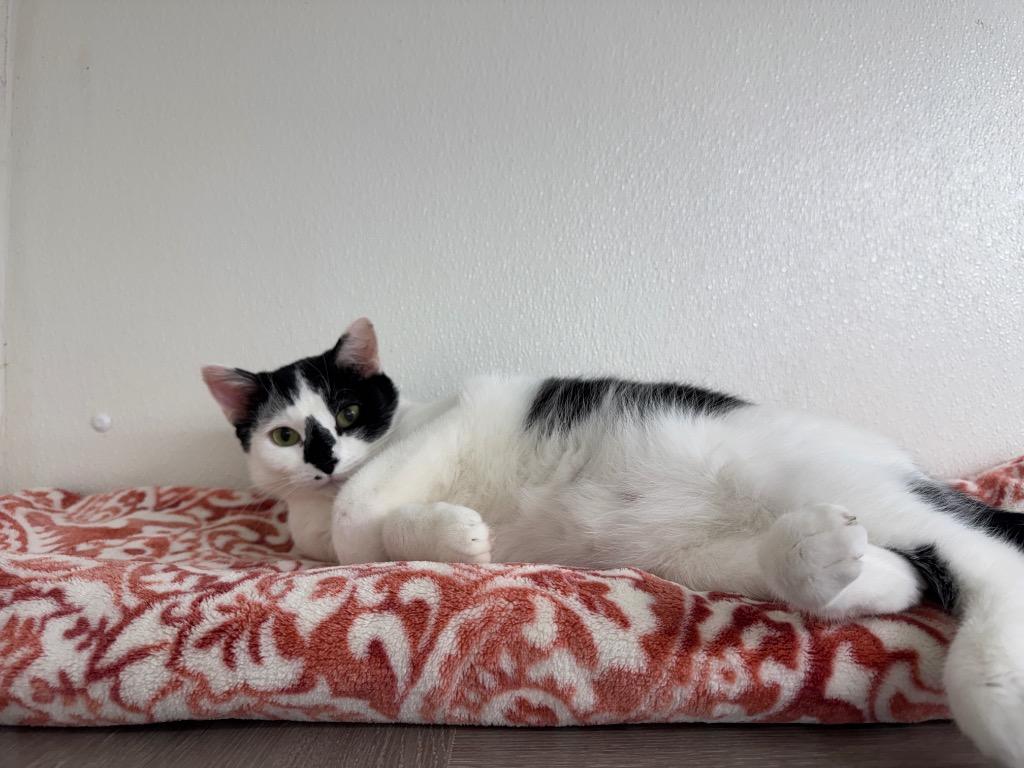 Princess Chicken, Adoptable, Adult Female Domestic Short Hair.