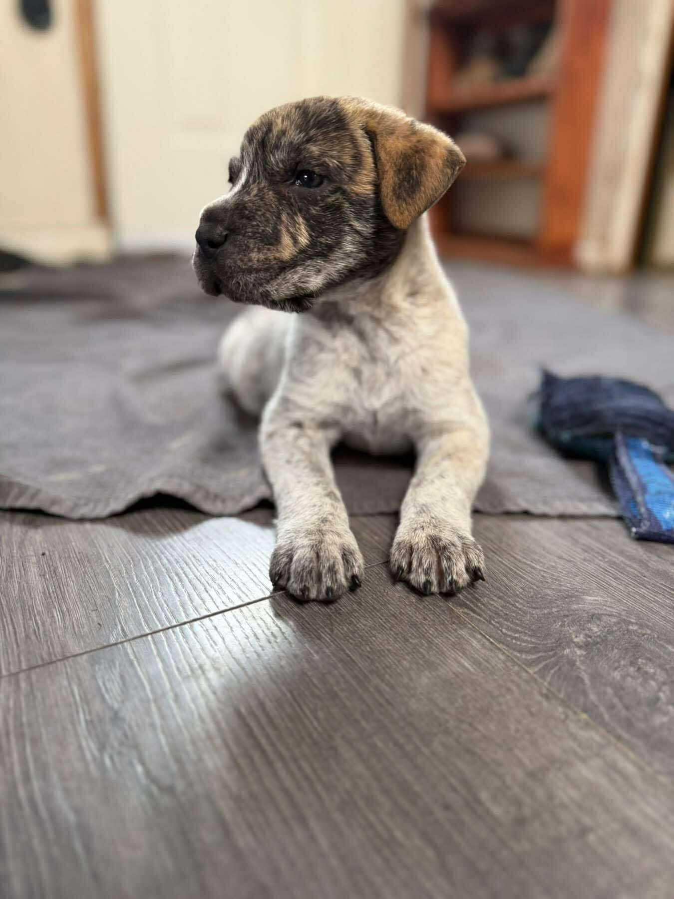 Tipsy, an adoptable Shar-Pei in Edmonton, AB, T5Y 3N6 | Photo Image 3
