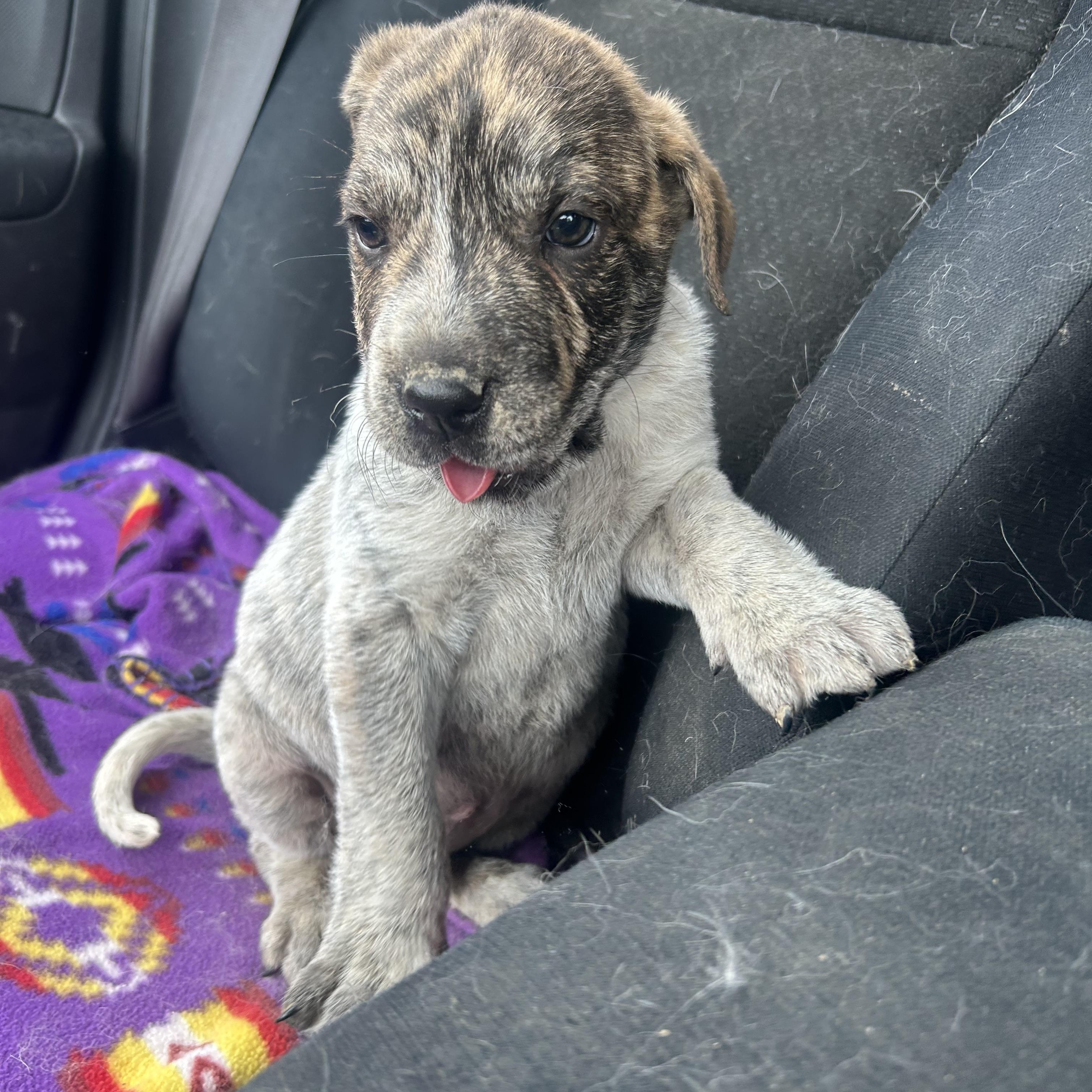 Tipsy, an adoptable Shar-Pei in Edmonton, AB, T5Y 3N6 | Photo Image 1