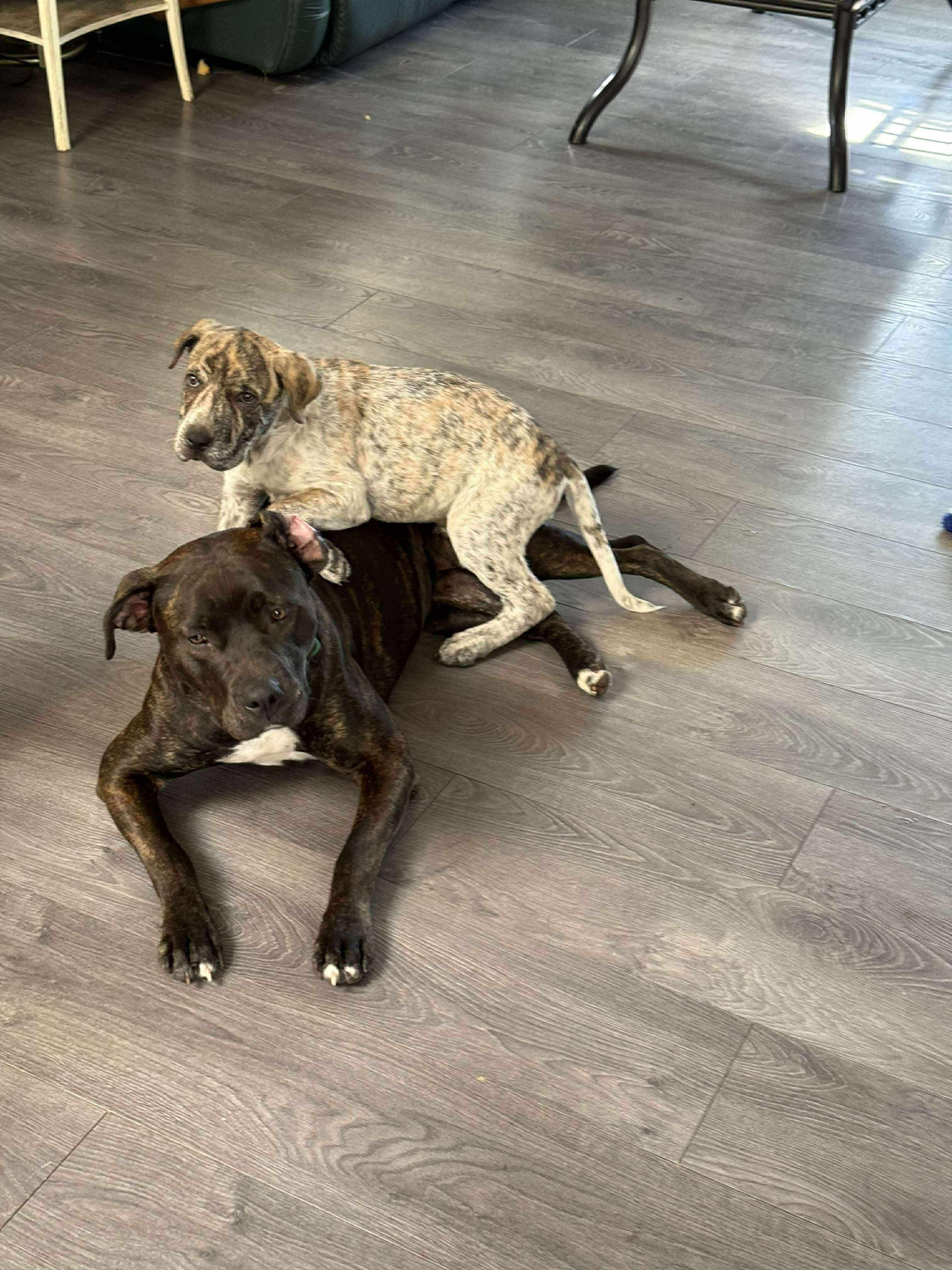 Tipsy, an adoptable Shar-Pei in Edmonton, AB, T5Y 3N6 | Photo Image 4