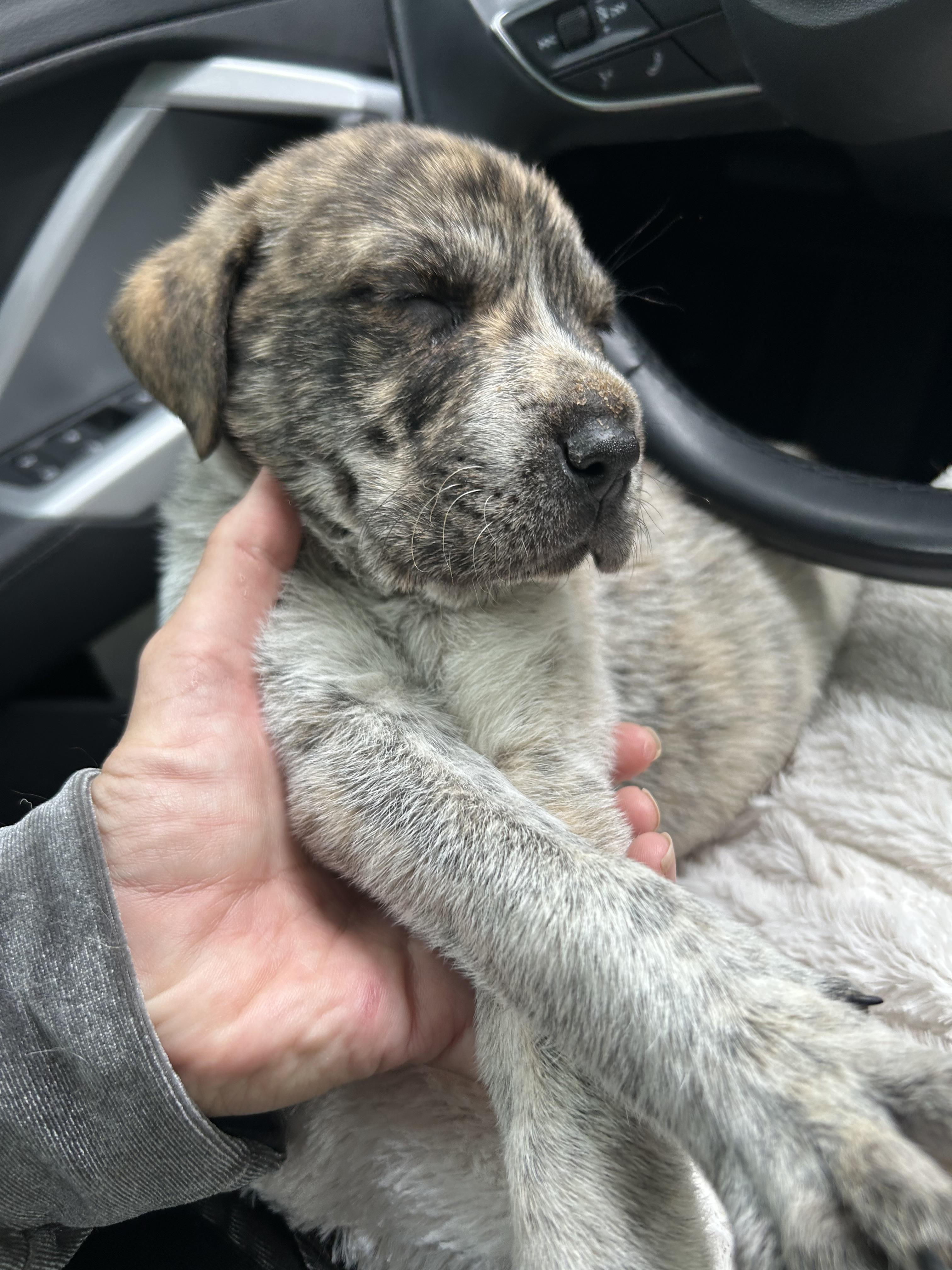 Tipsy, an adoptable Shar-Pei in Edmonton, AB, T5Y 3N6 | Photo Image 4