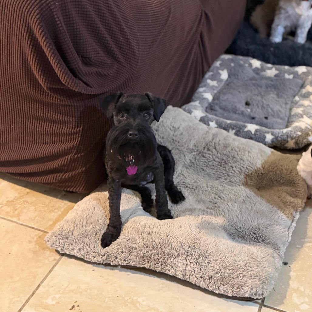 Rugar, Adoptable, Adult Female Miniature Schnauzer.