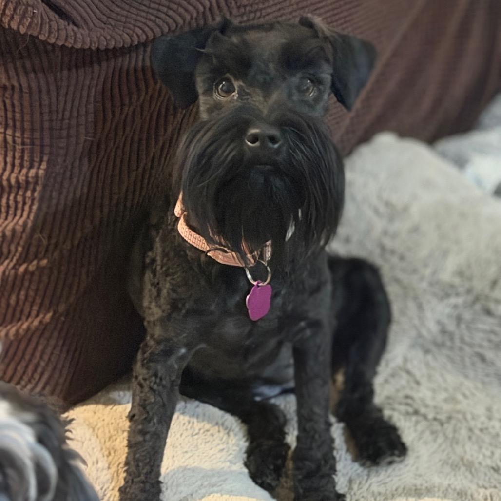 Enlarge Rugar, a Adoptable Miniature Schnauzer in Phoenix, AZ image 2/5