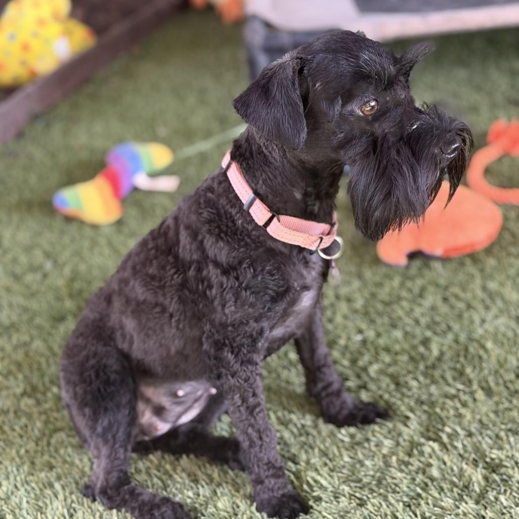 Enlarge Rugar, a Adoptable Miniature Schnauzer in Phoenix, AZ image 3/5