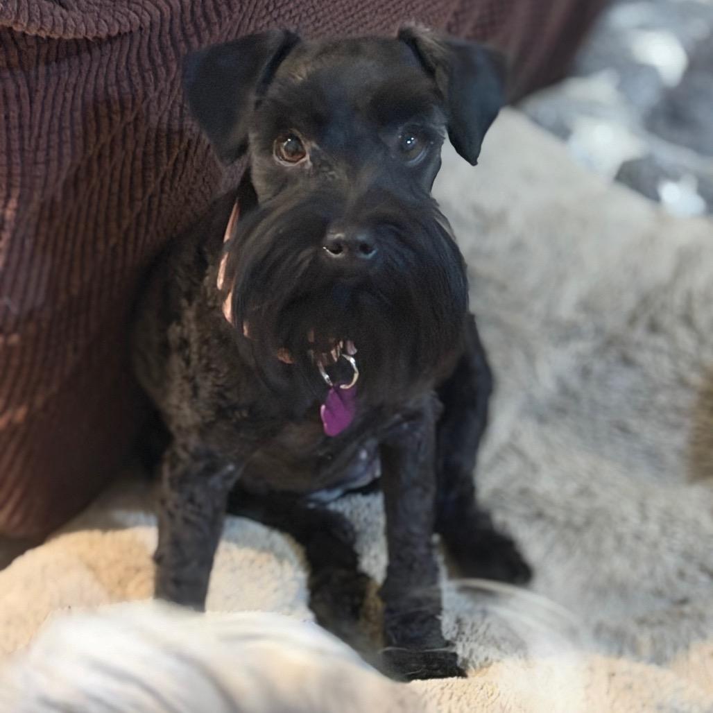 Enlarge Rugar, a Adoptable Miniature Schnauzer in Phoenix, AZ image 4/5