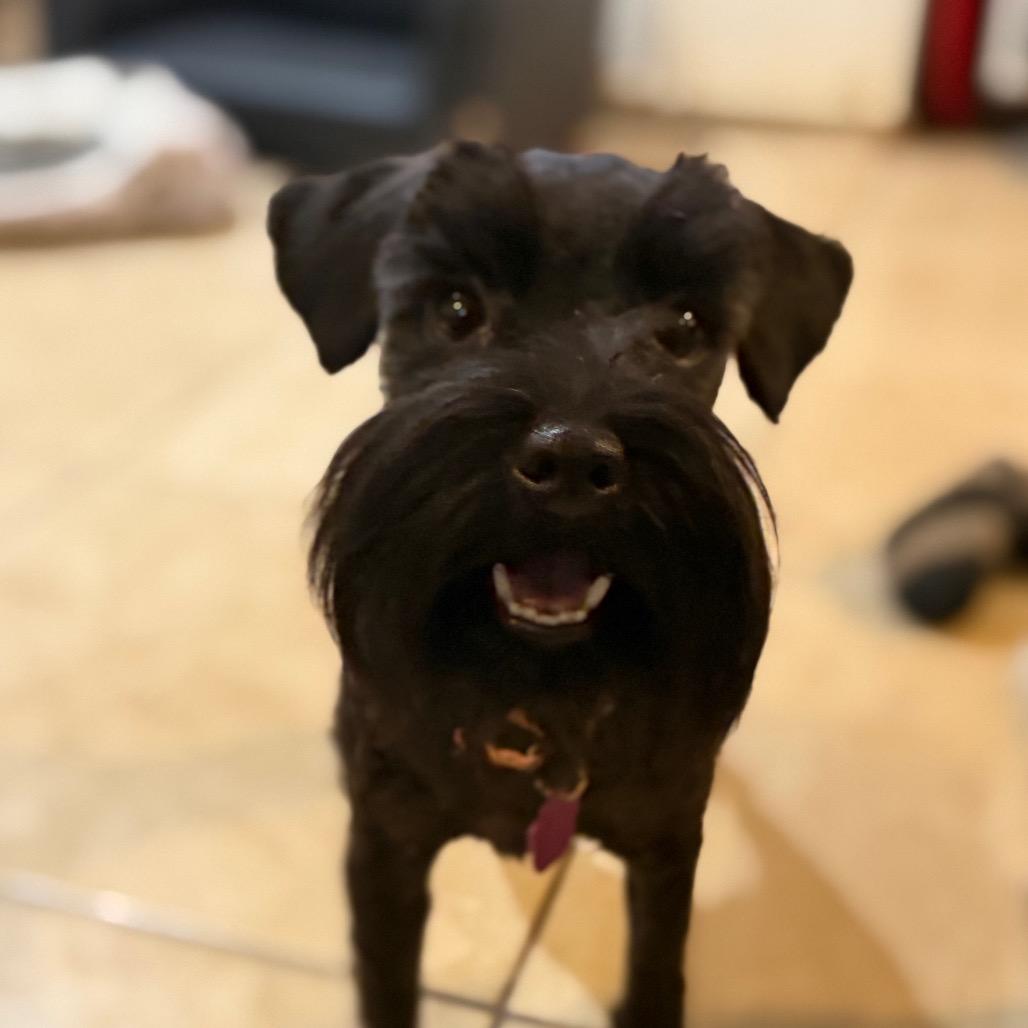 Enlarge Rugar, a Adoptable Miniature Schnauzer in Phoenix, AZ image 5/5