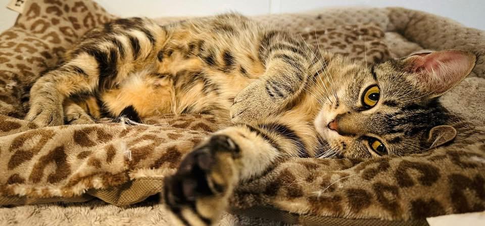 Carla, Adoptable, Adult Female Domestic Short Hair.