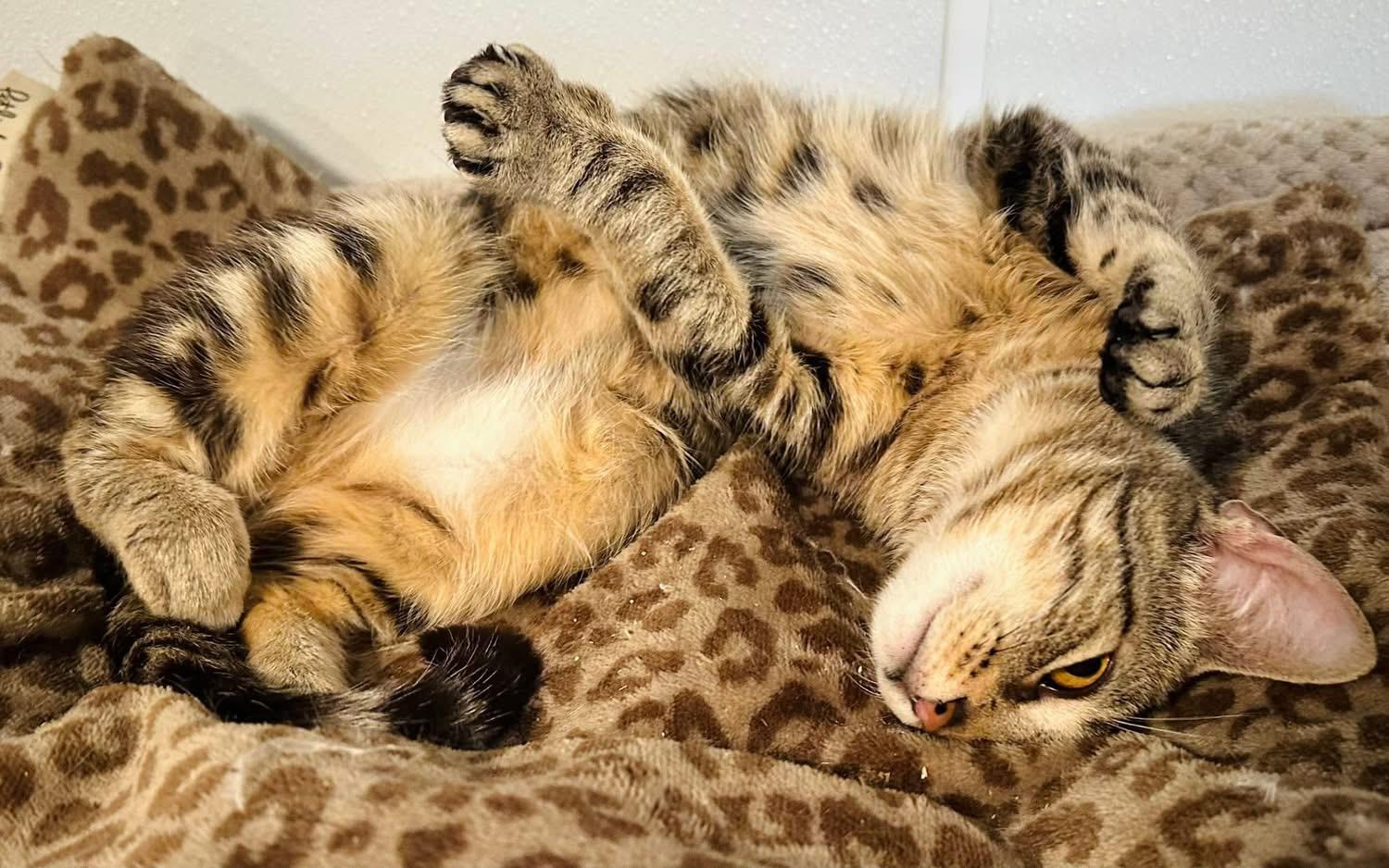 Carla, an adoptable Domestic Short Hair in Brooks, ME, 04921 | Photo Image 3