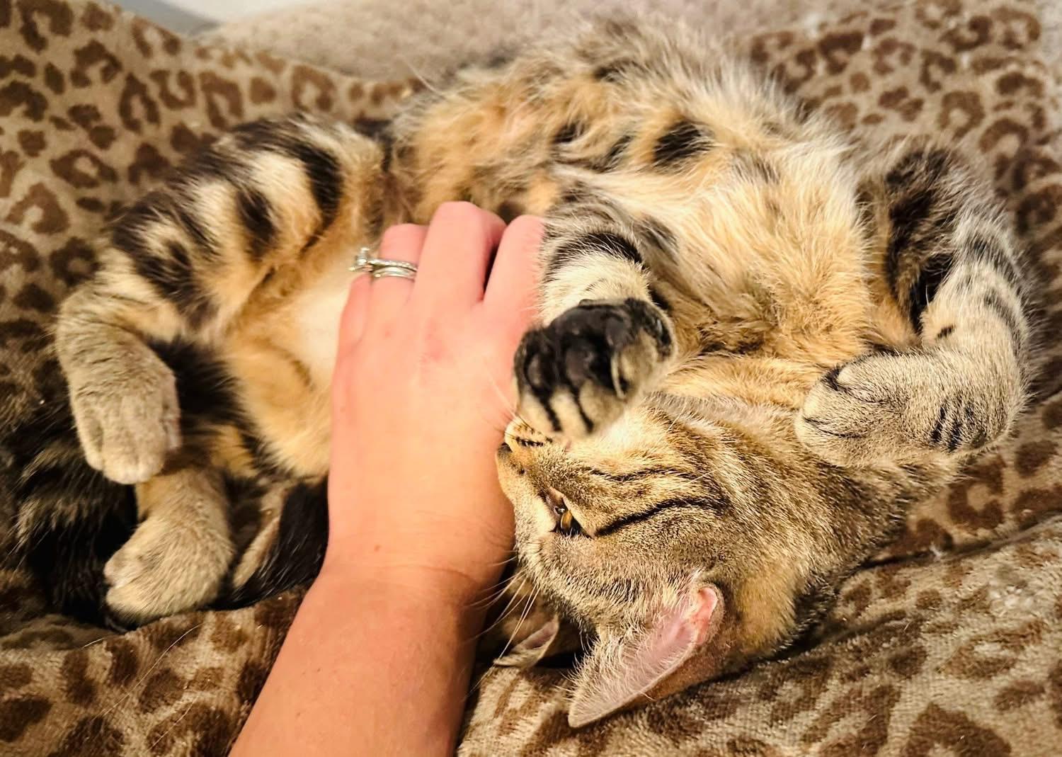 Carla, a Adoptable mixed breed in Brooks, ME image 3/3