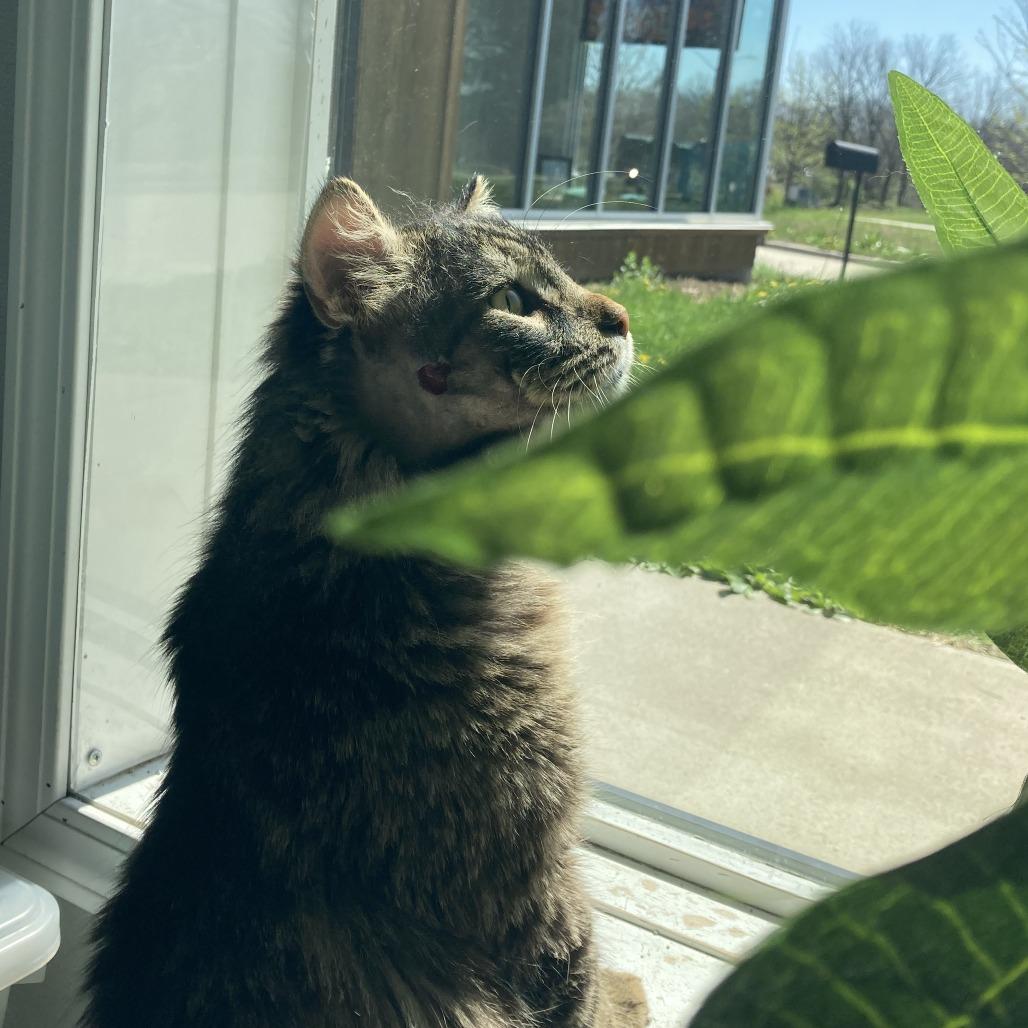 Cecil, Adoptable, Adult Male Domestic Medium Hair.