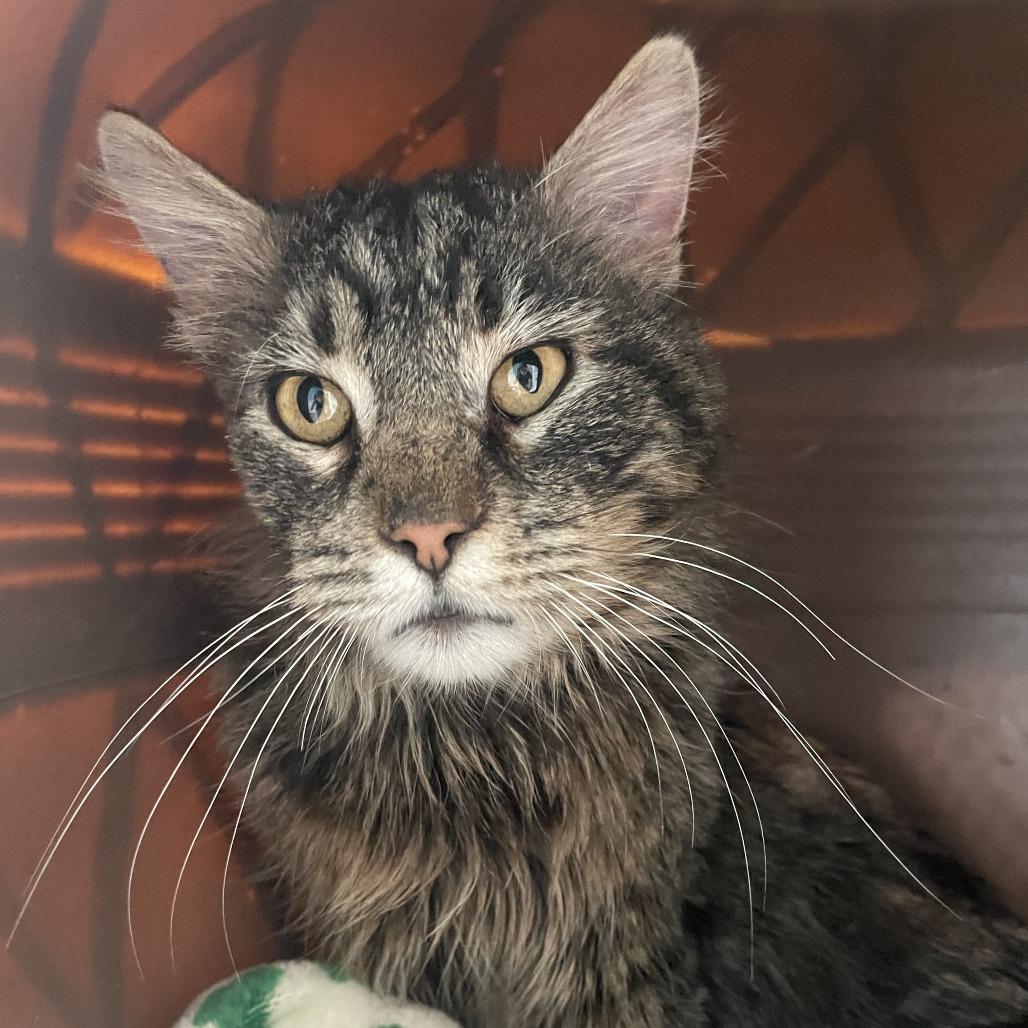Enlarge Cecil, a Adoptable Domestic Medium Hair in West Des Moines, IA image 2/4