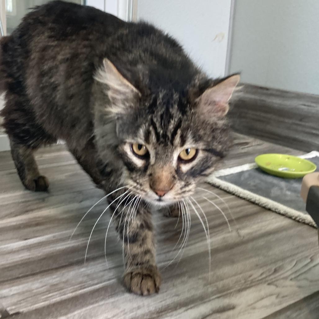 Enlarge Cecil, a Adoptable Domestic Medium Hair in West Des Moines, IA image 3/4