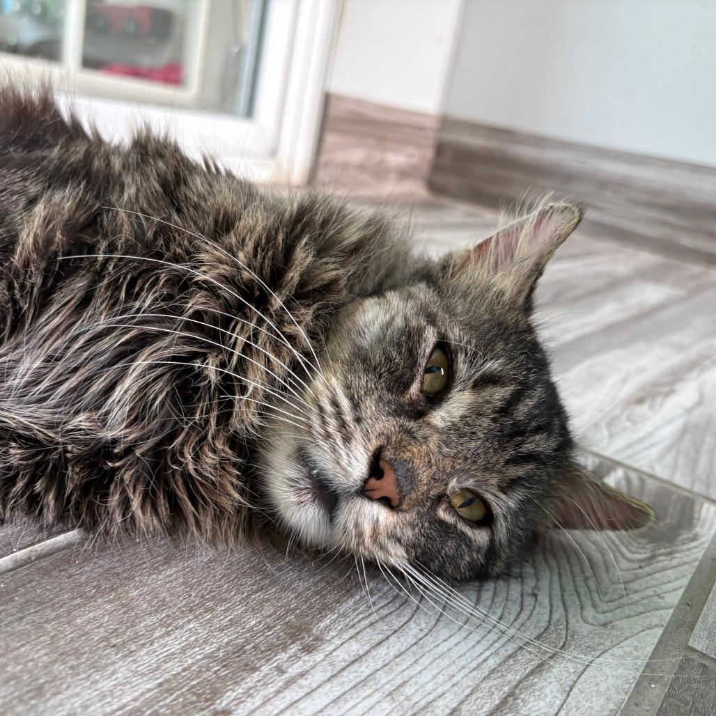Enlarge Cecil, a Adoptable Domestic Medium Hair in West Des Moines, IA image 4/4