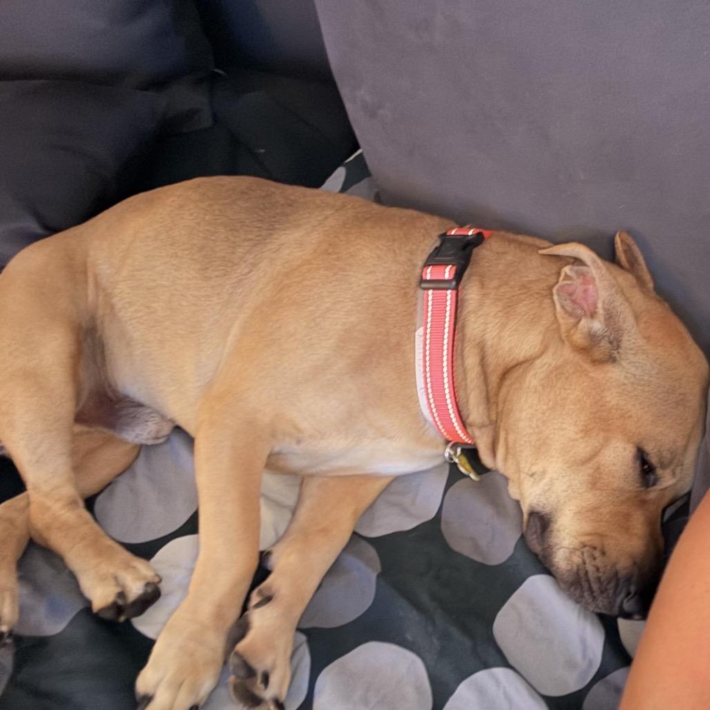 Enlarge Riley, a Adoptable mixed breed in San Diego, CA image 1/5