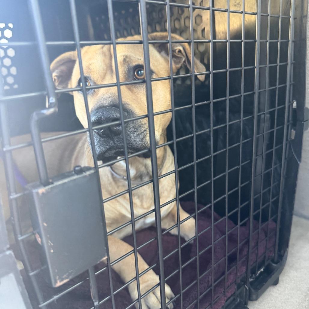 Enlarge Riley, a Adoptable mixed breed in San Diego, CA image 2/5
