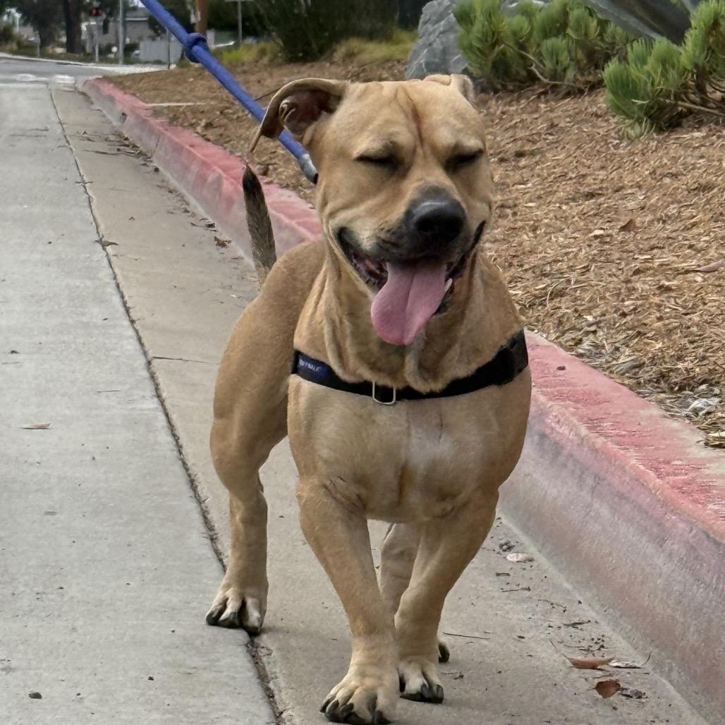 Enlarge Riley, a Adoptable mixed breed in San Diego, CA image 3/5