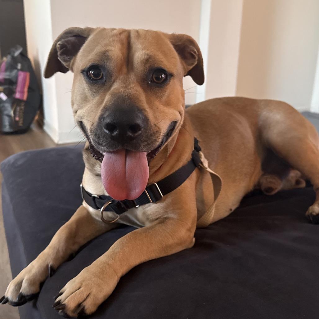 Enlarge Riley, a Adoptable mixed breed in San Diego, CA image 5/5