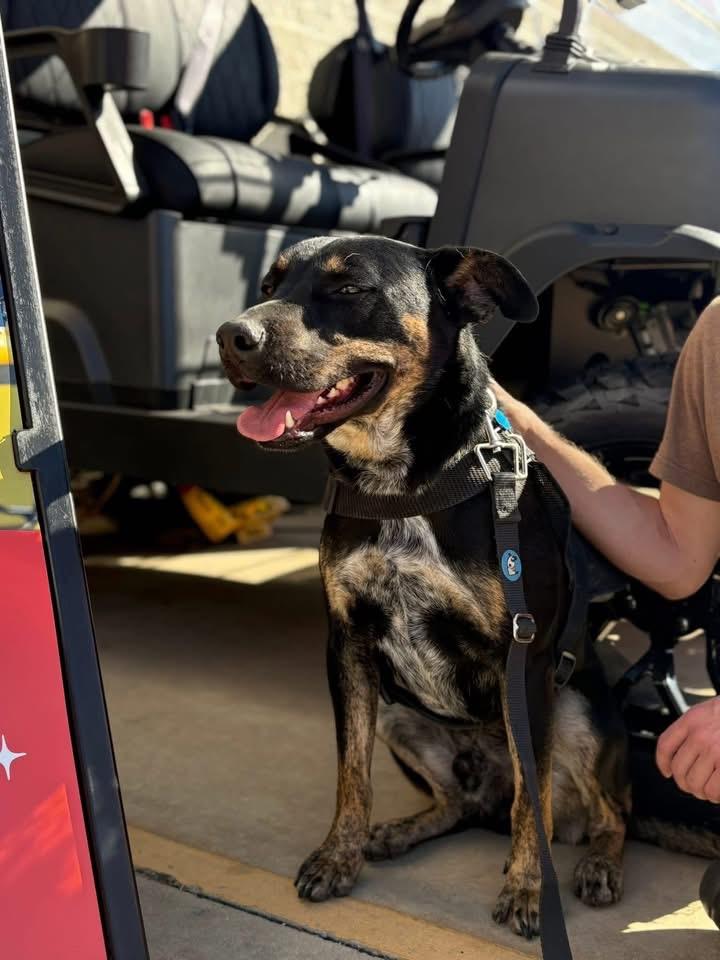 Jax, ADOPTABLE, Adult Male German Shepherd Dog.