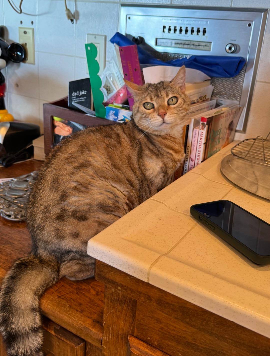 Enlarge Sloan, a Adoptable Bengal in San Juan Capistrano, CA image 2/4