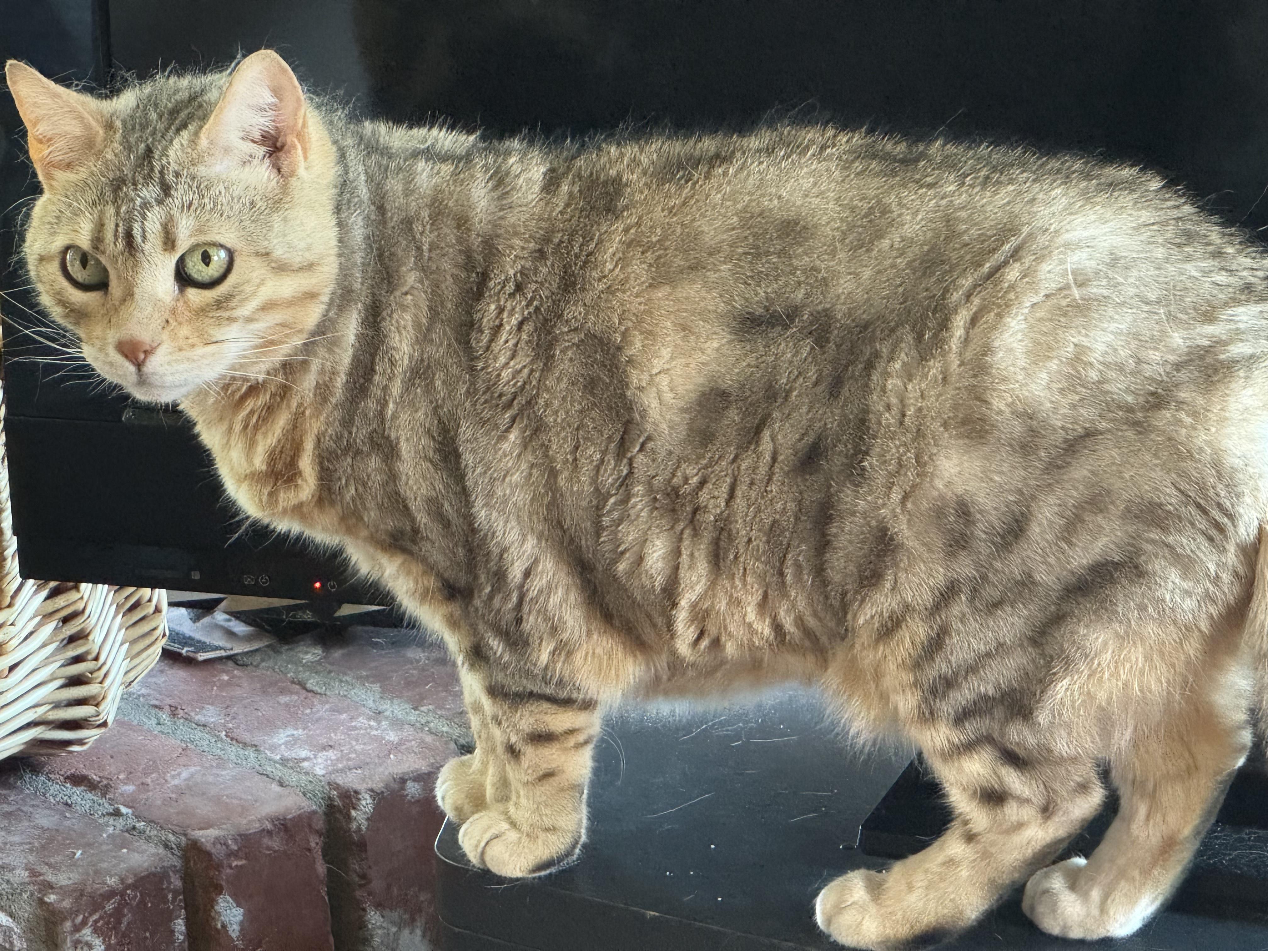 Enlarge Sloan, a Adoptable Bengal in San Juan Capistrano, CA image 3/4