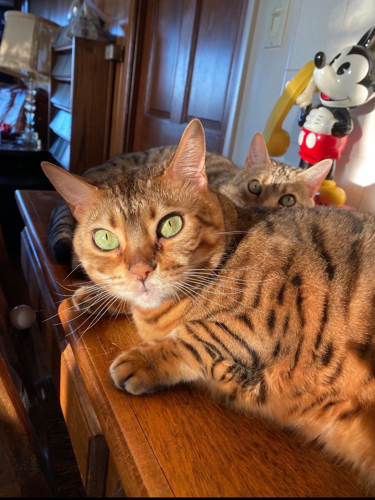 Enlarge Sloan, a Adoptable Bengal in San Juan Capistrano, CA image 4/4