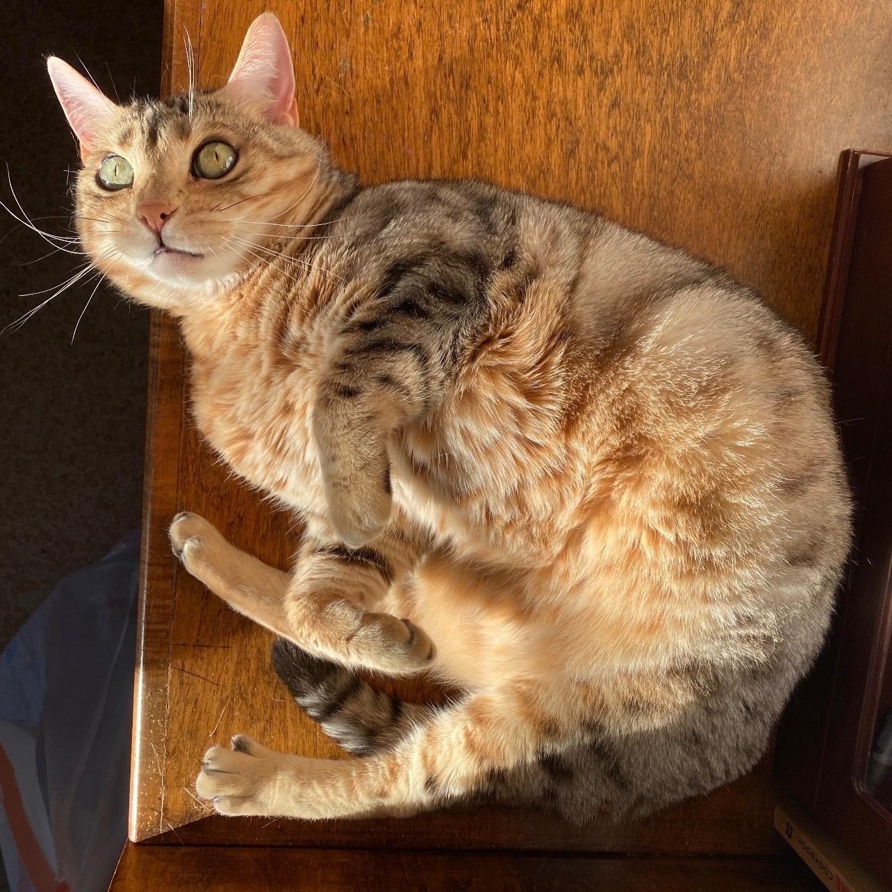Sloan, Adoptable, Adult Female Bengal.
