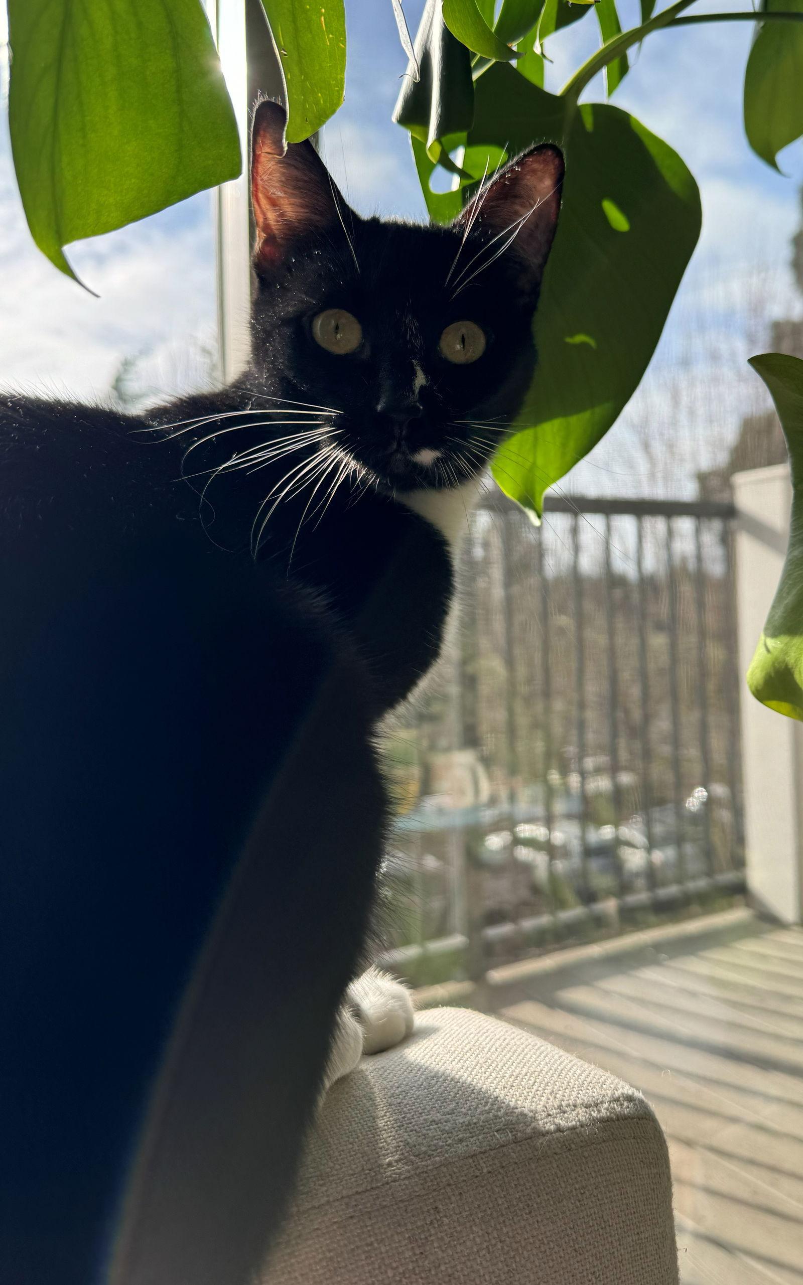 Enlarge ZELDA #1804 - Offeread by Owner - Good with dogs, a Adopted Tuxedo in Hillsboro, OR image 1/3