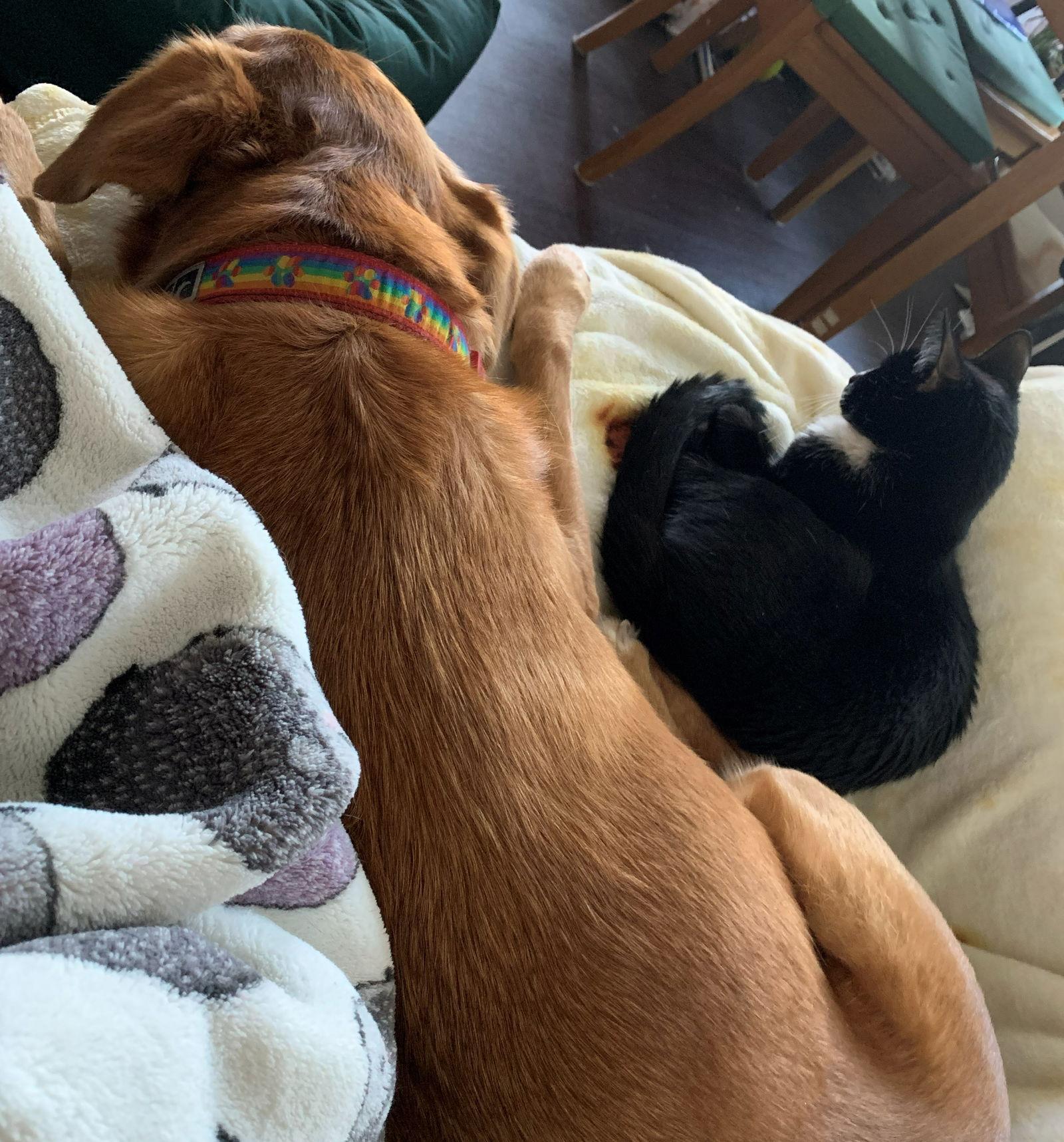 Enlarge ZELDA #1804 - Offeread by Owner - Good with dogs, a Adopted Tuxedo in Hillsboro, OR image 2/3