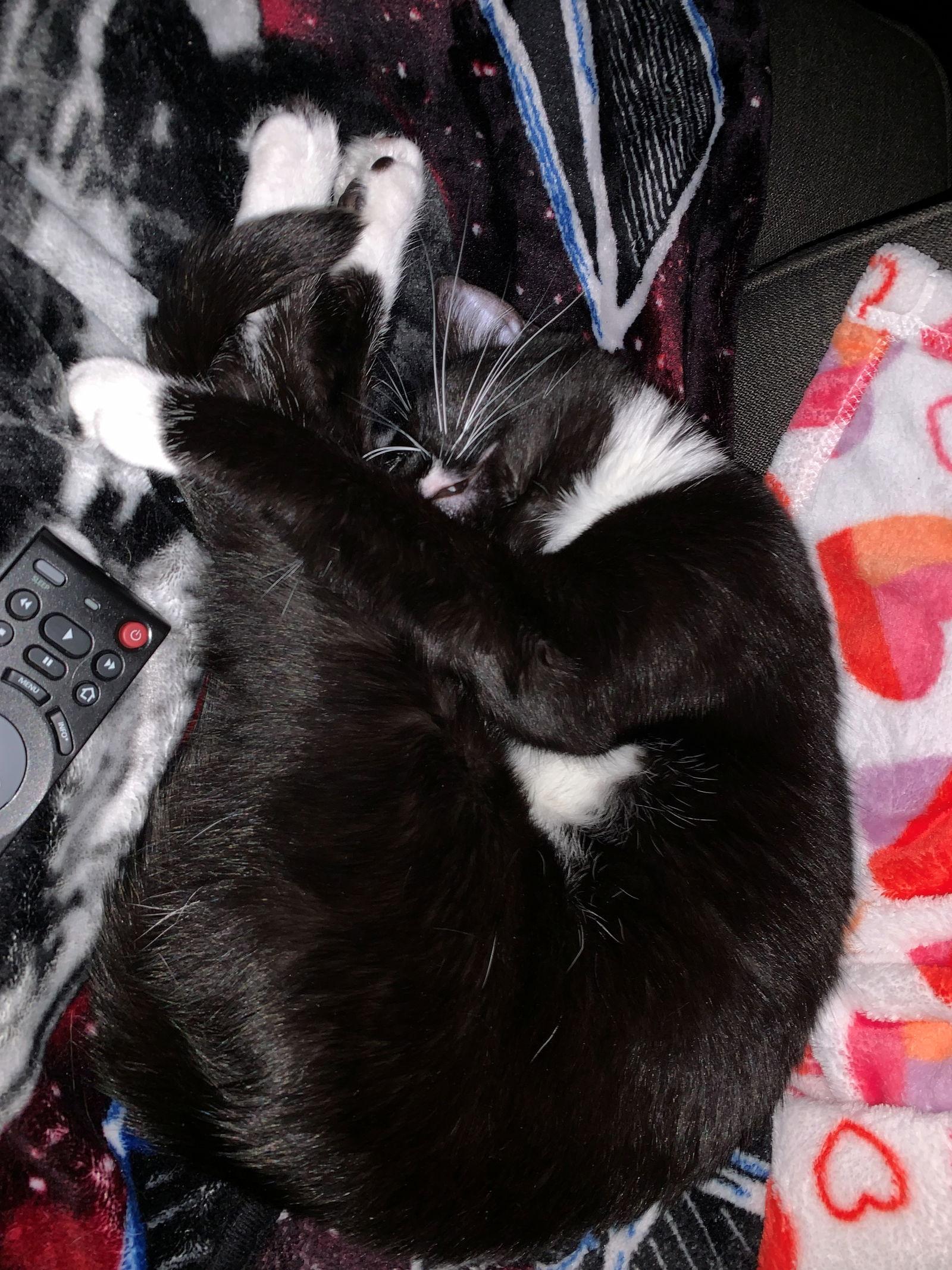 Enlarge ZELDA #1804 - Offeread by Owner - Good with dogs, a Adopted Tuxedo in Hillsboro, OR image 3/3