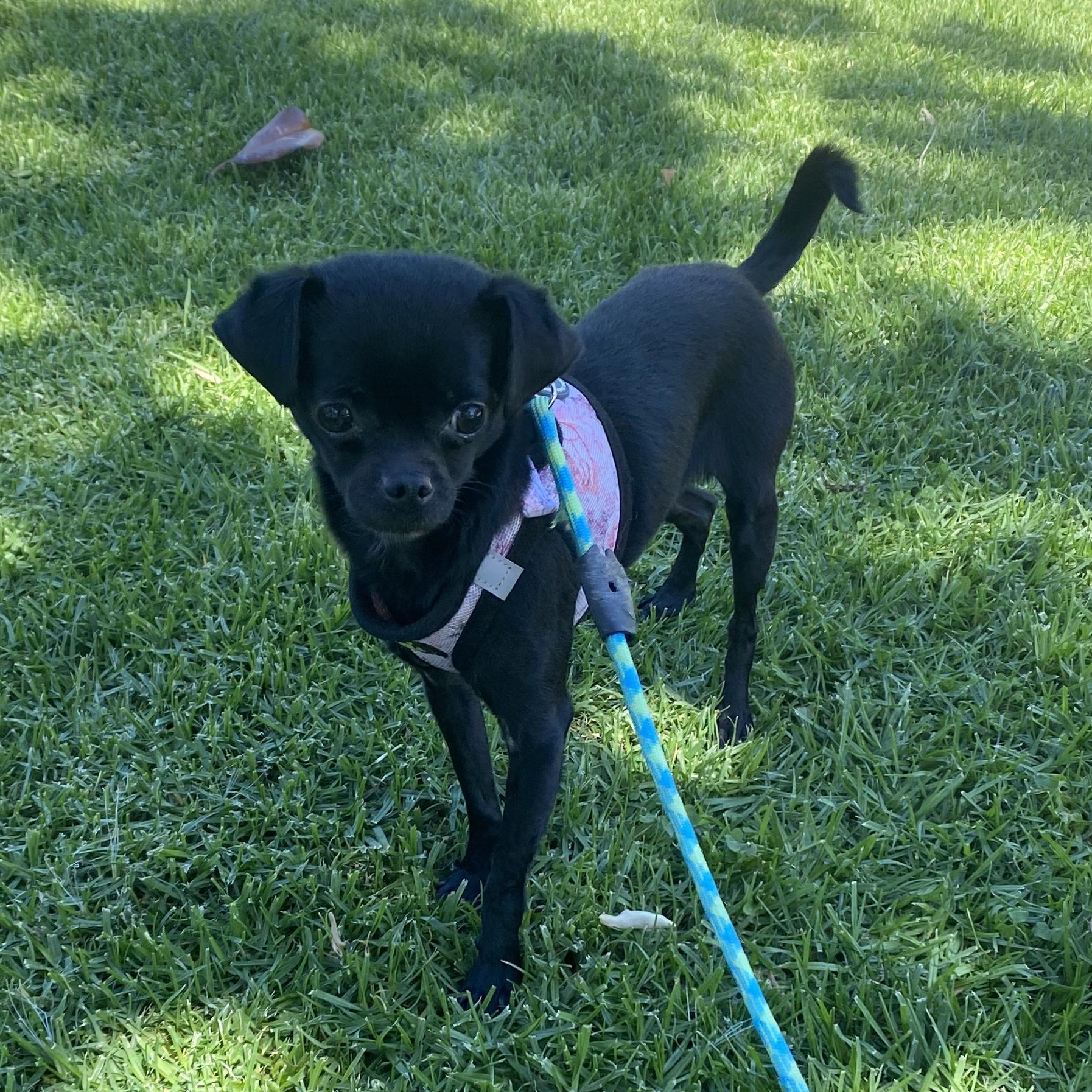 Pip, a ADOPTABLE mixed breed in Whittier, CA image 2/2