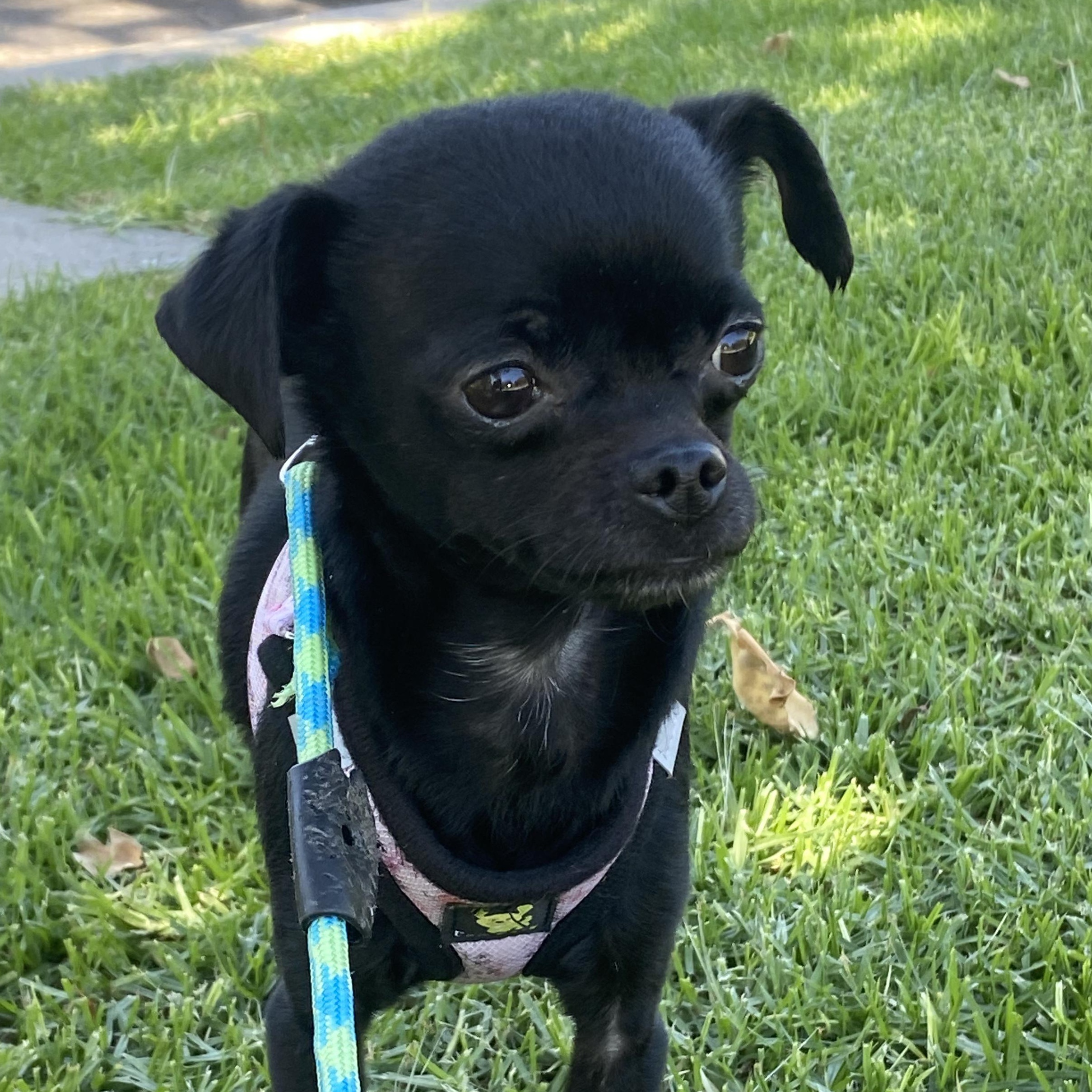 Pip, ADOPTABLE, Adult Female Chihuahua.