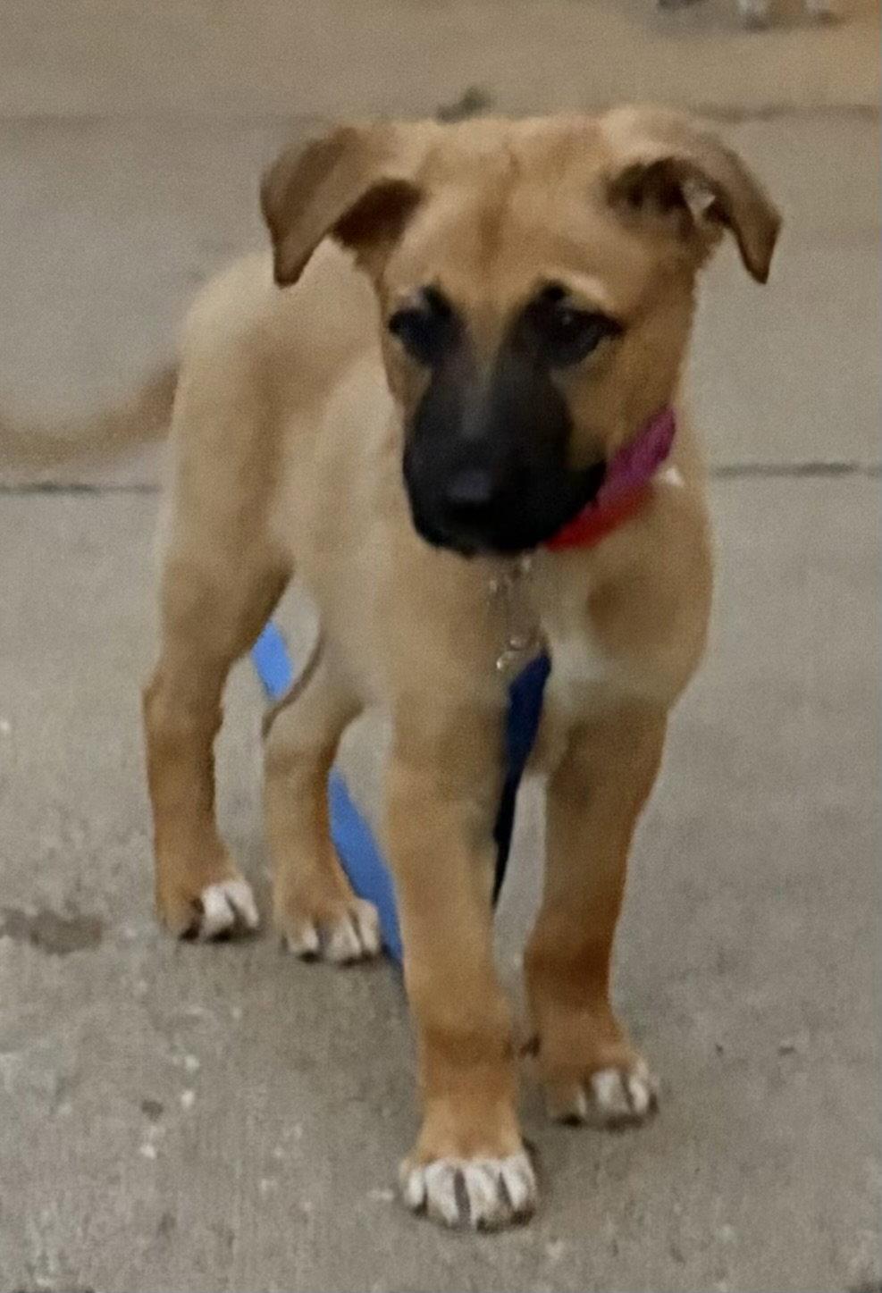 Sashimi, a Adoptable Shepherd in Hillside, IL image 1/2