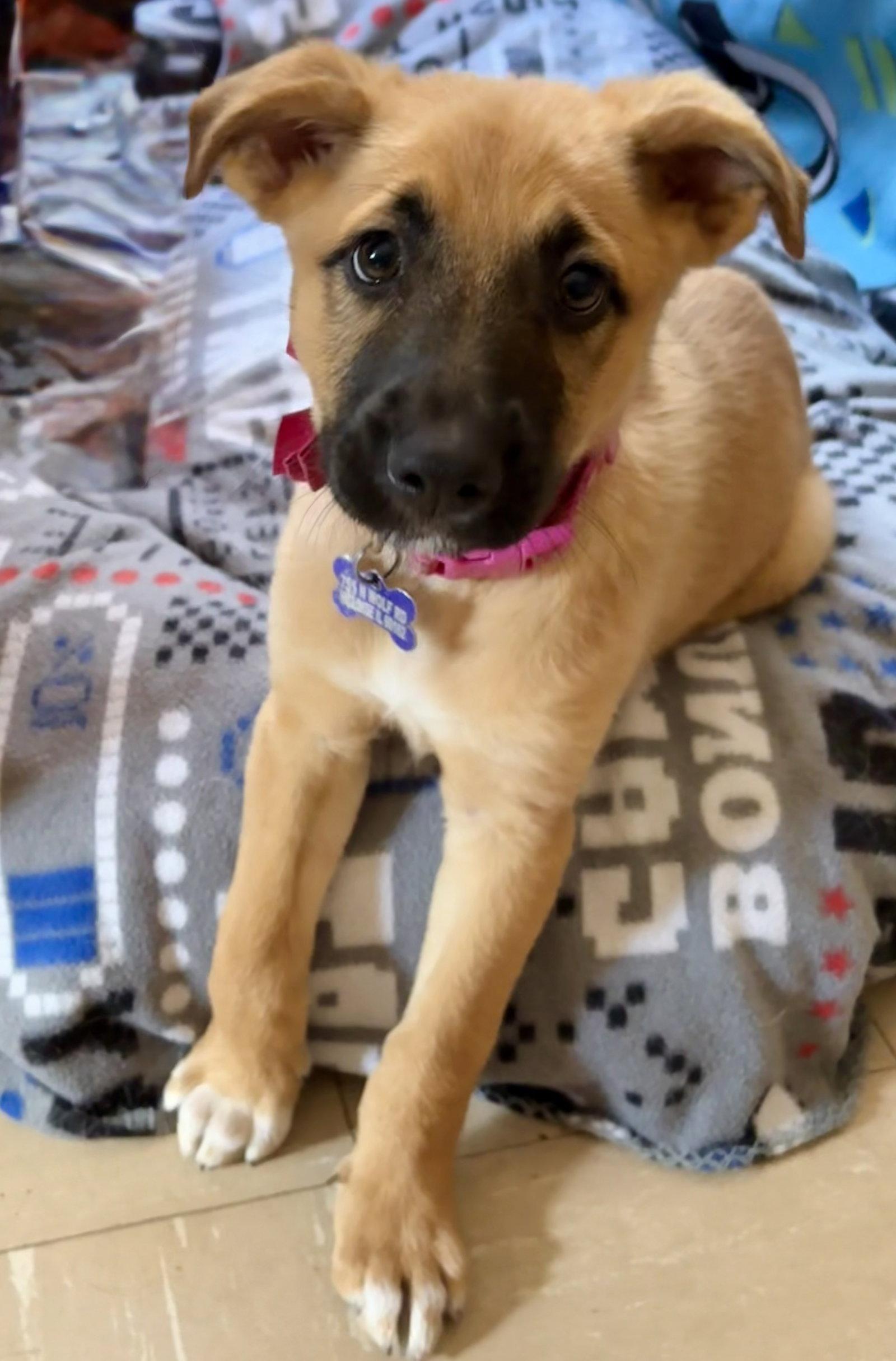 Sashimi, a Adoptable Shepherd in Hillside, IL image 2/2