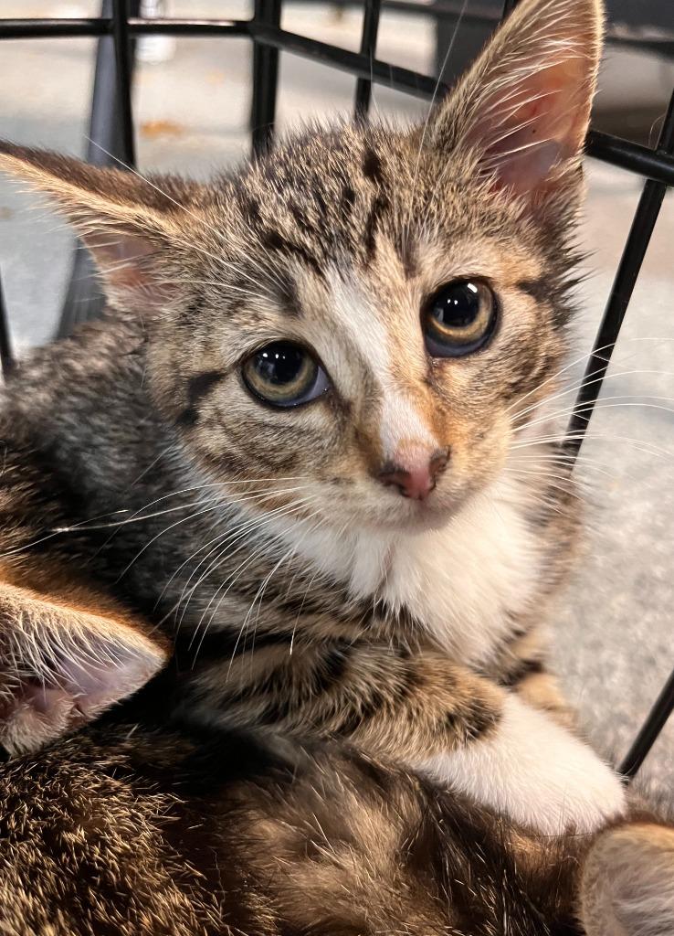 Enlarge Souffle, a Adoptable mixed breed in Huntington, IN image 1/3